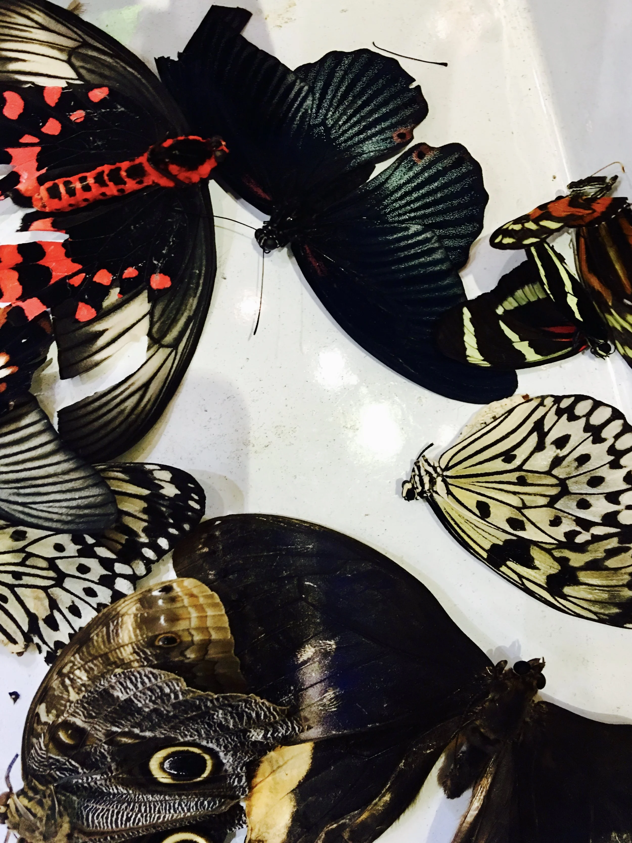Wing Collage 1