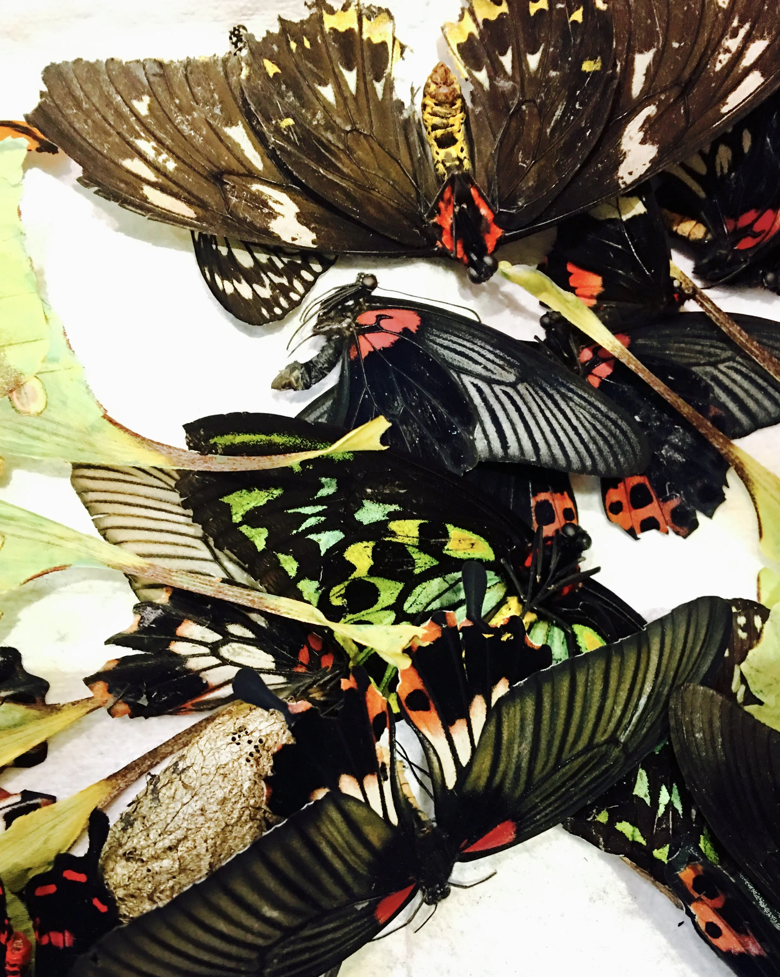 Wing Collage 2