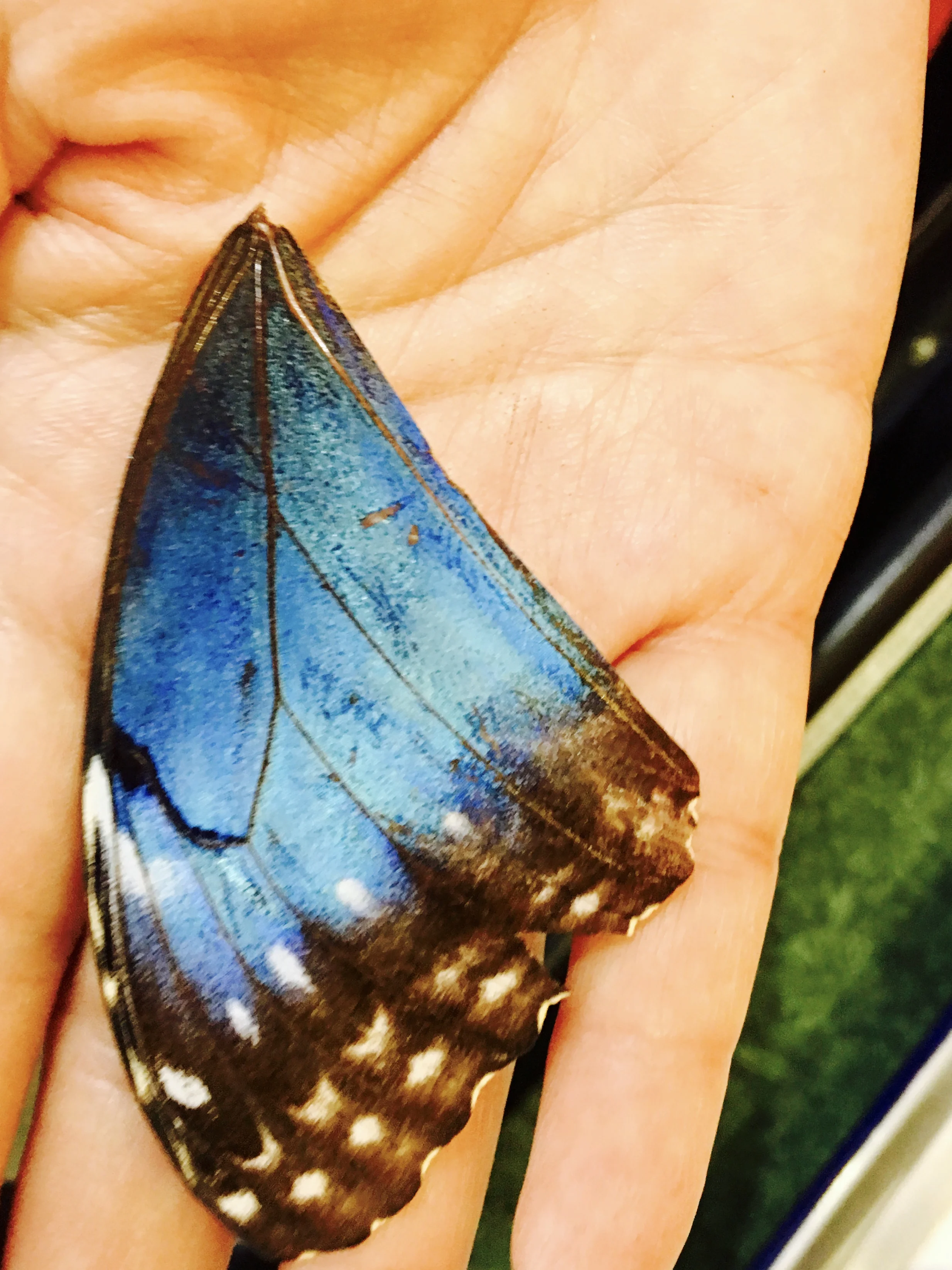 Blue Morpho
