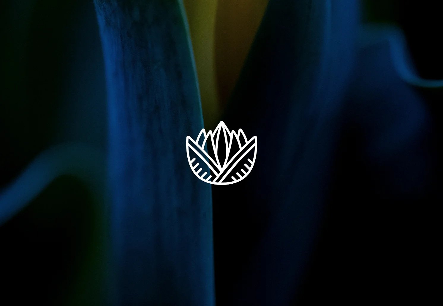 Squarespace_PortfolioCover_tg.jpg