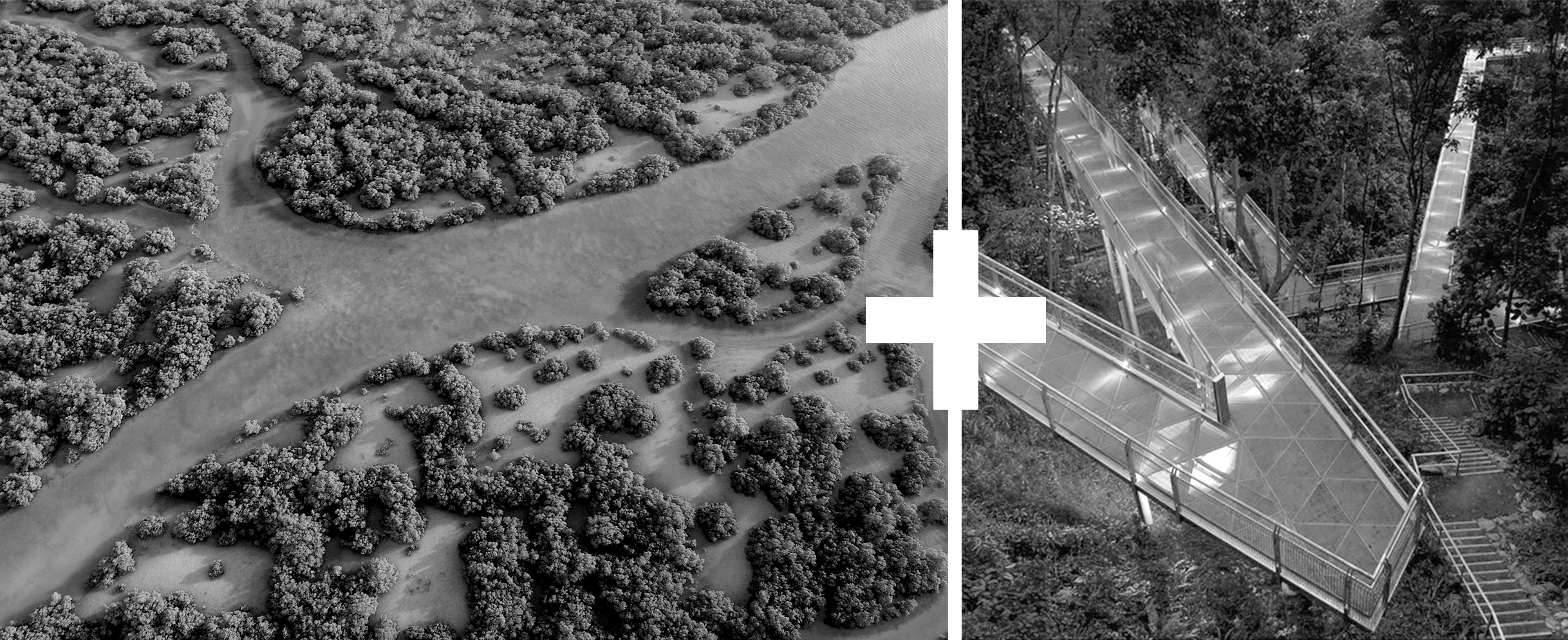 Terrain focused on the re-establishment of mangrove habitat where visitors can walk out on raised decks to observe the ecosystem.