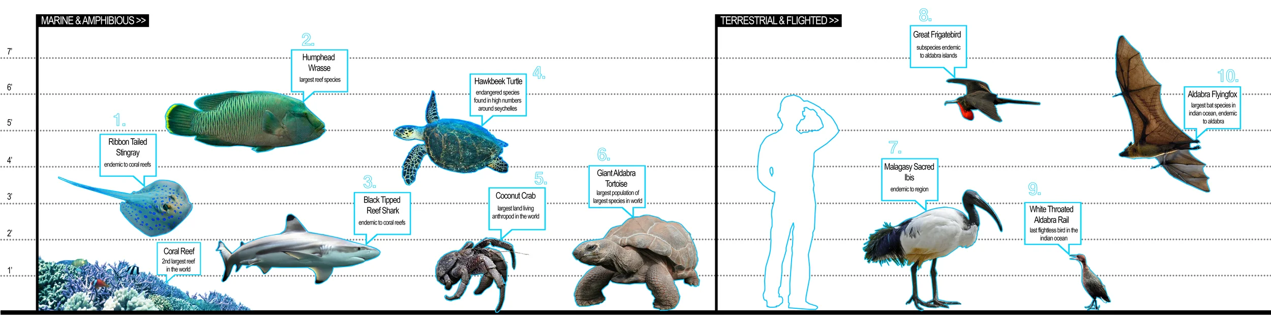 Noteworthy species of the Aldabra Atoll, some of which to be observed in the visitor centers restored mangrove.