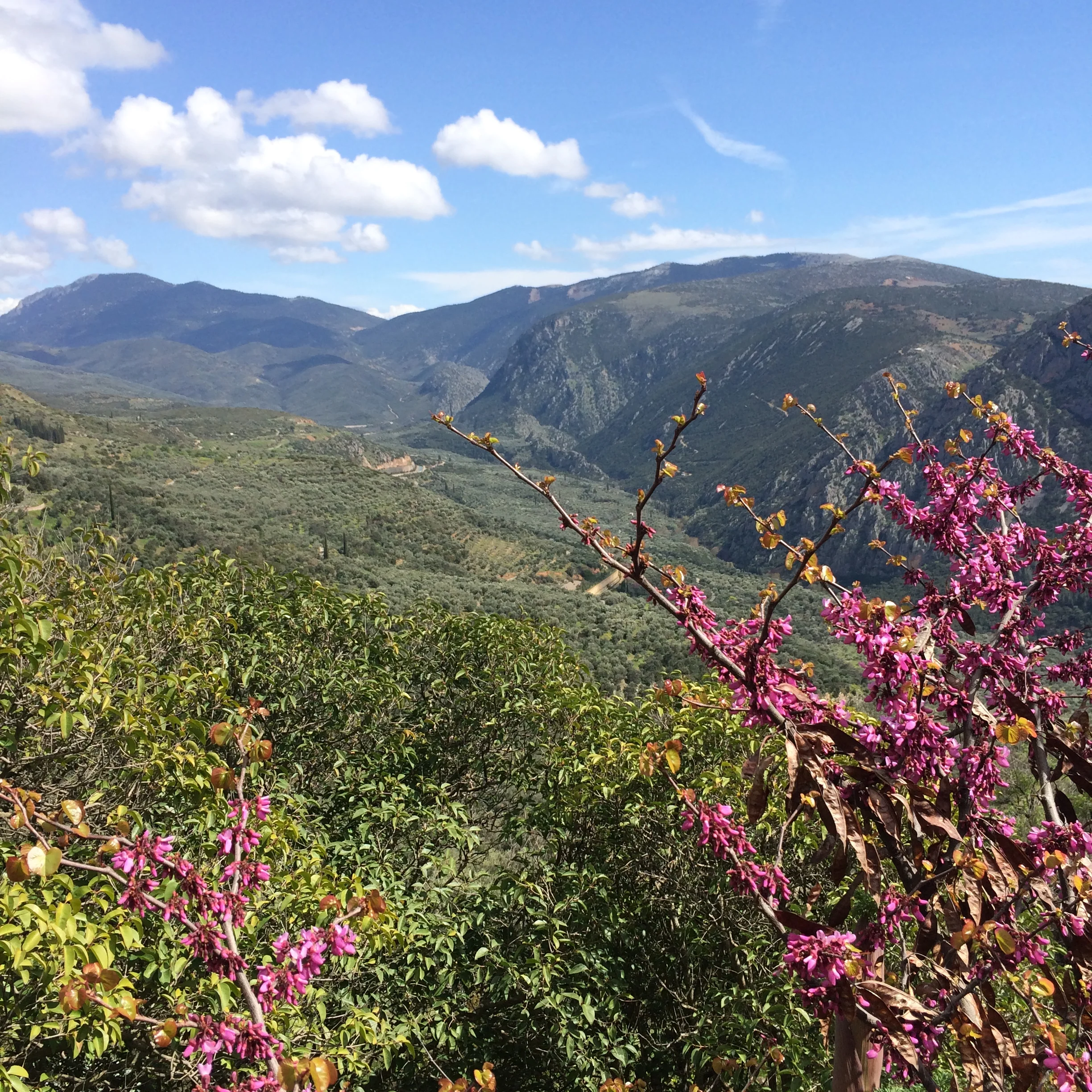 Apple Orchard / Pine Trees