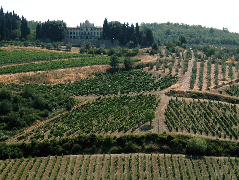 Tuscan Vineyard.jpg