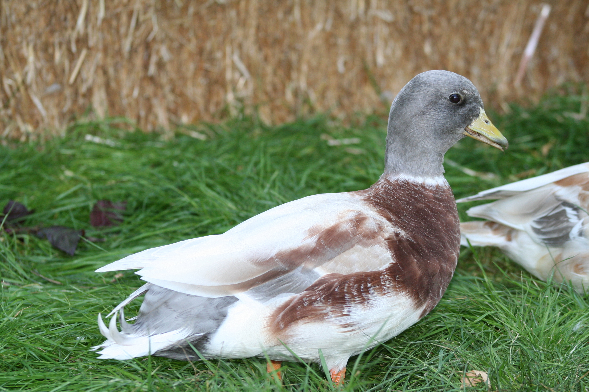 A Call Duck Butterscotch drake