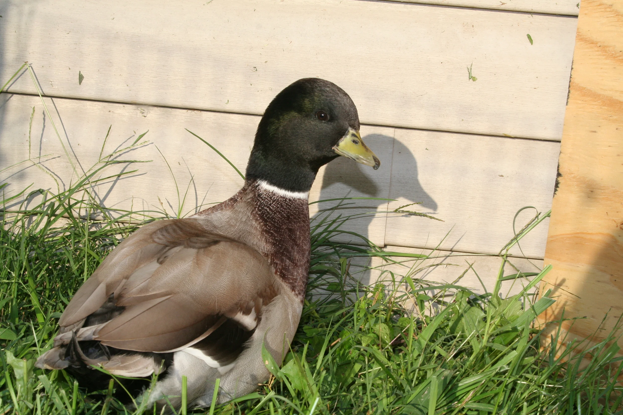 Calls Oct 2013 055.JPG