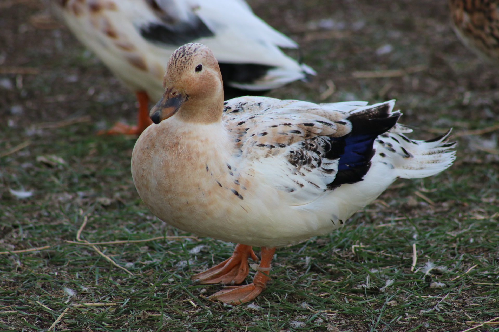 Mini Appleyard Female.JPG