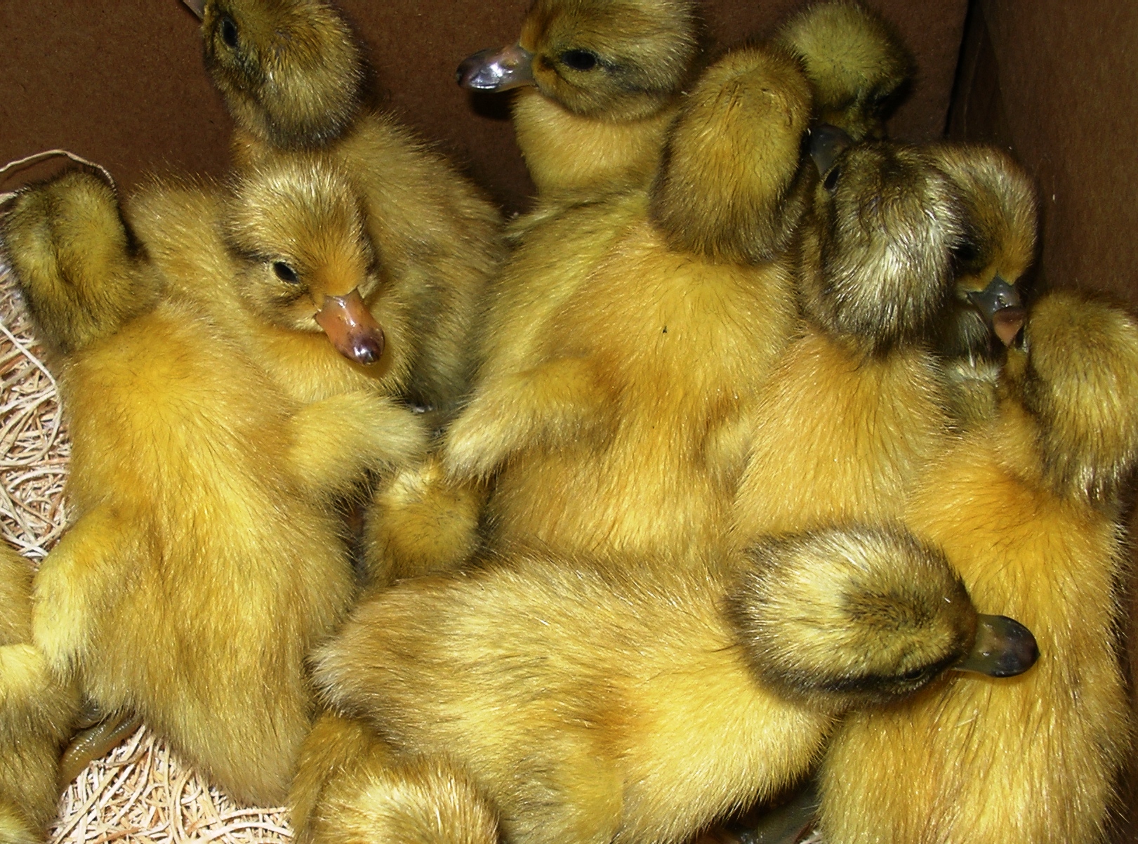 Miniature Silver Appleyard Ducklings