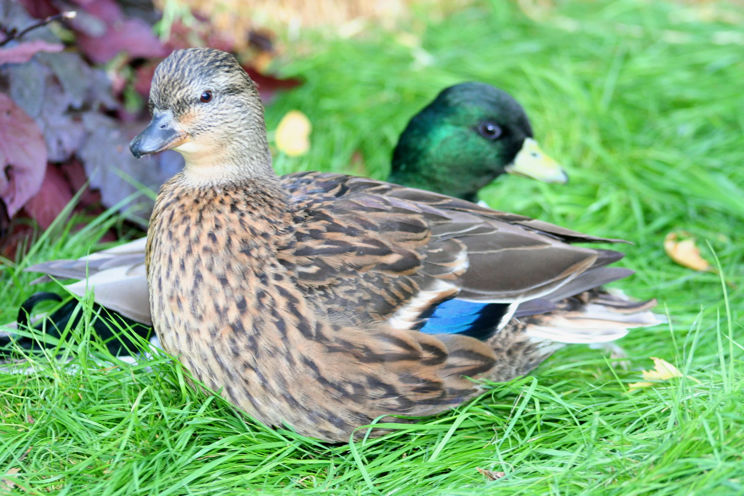 Anipro&Oregon 9-11 123.JPG