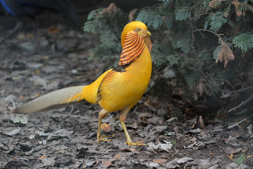 Golden Pheasant - Elmwood Park Zoo
