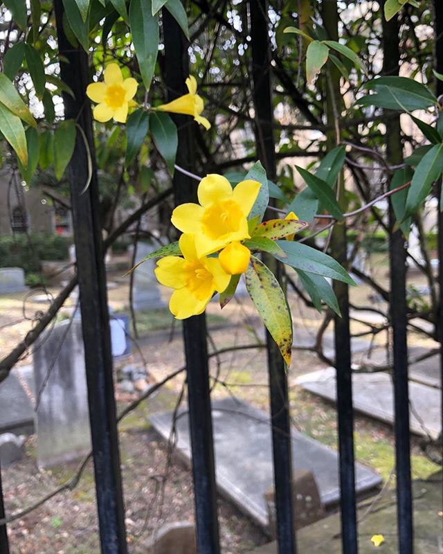 Yellow Jessamine at First (Scots) Presbyterian. #1670tours