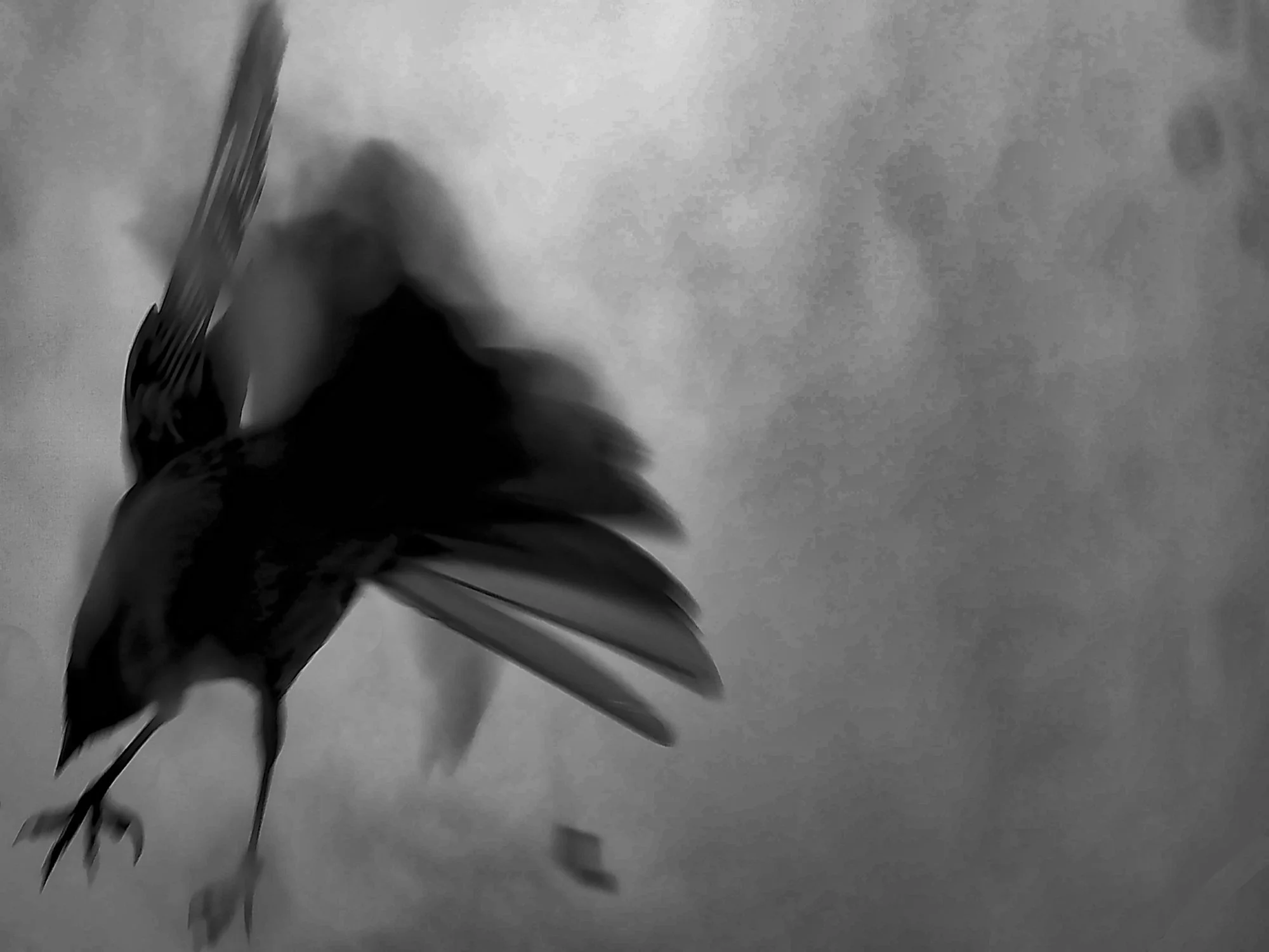 Flight by Marcy Cohen