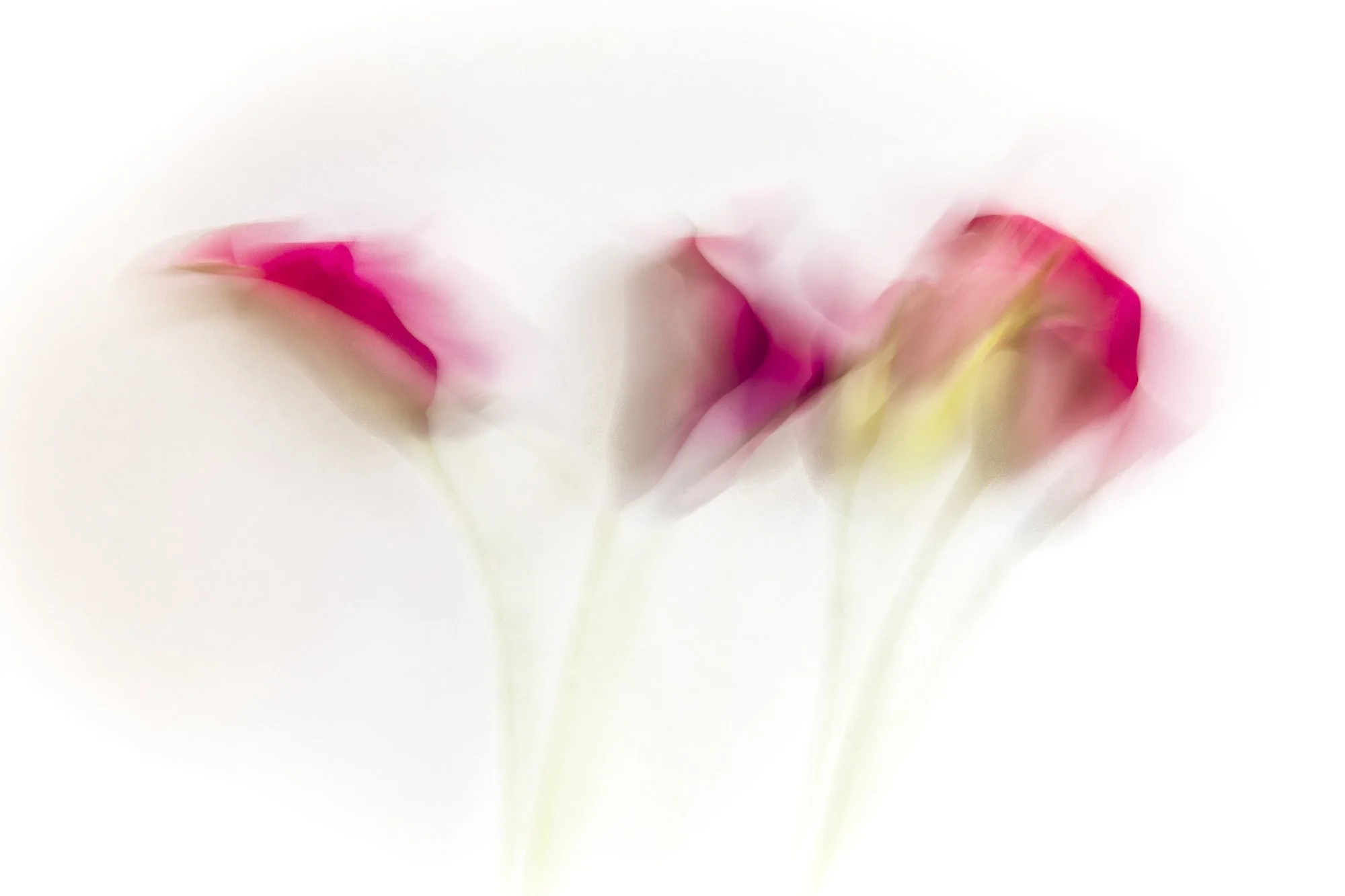 Calla Lilies by JoAnn Cancro