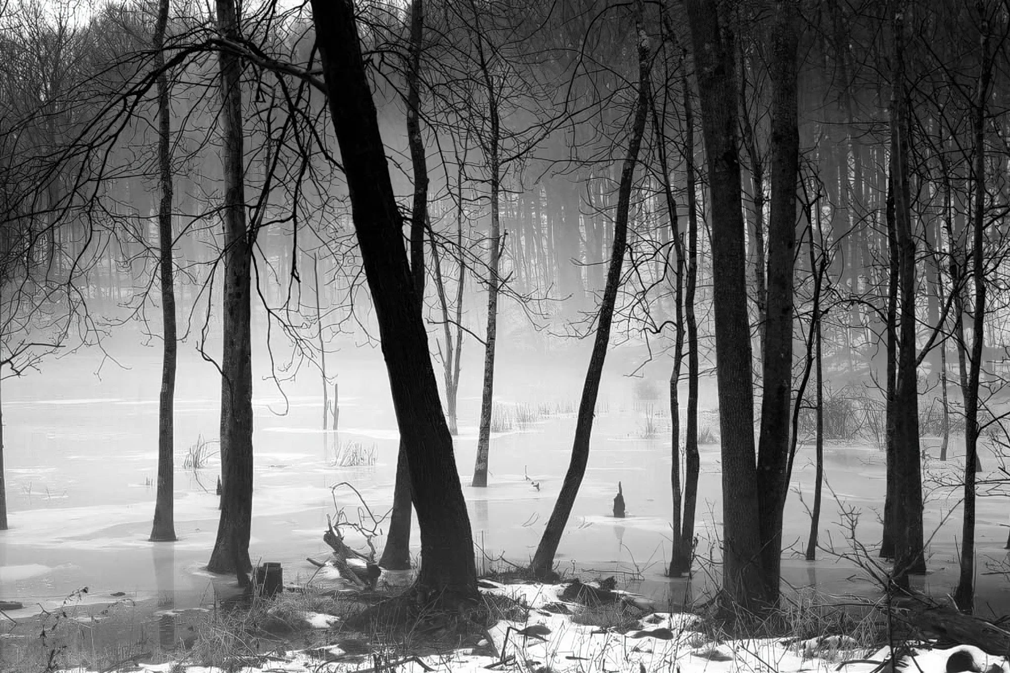 Trees and Ice Pond by Yoram Gelman