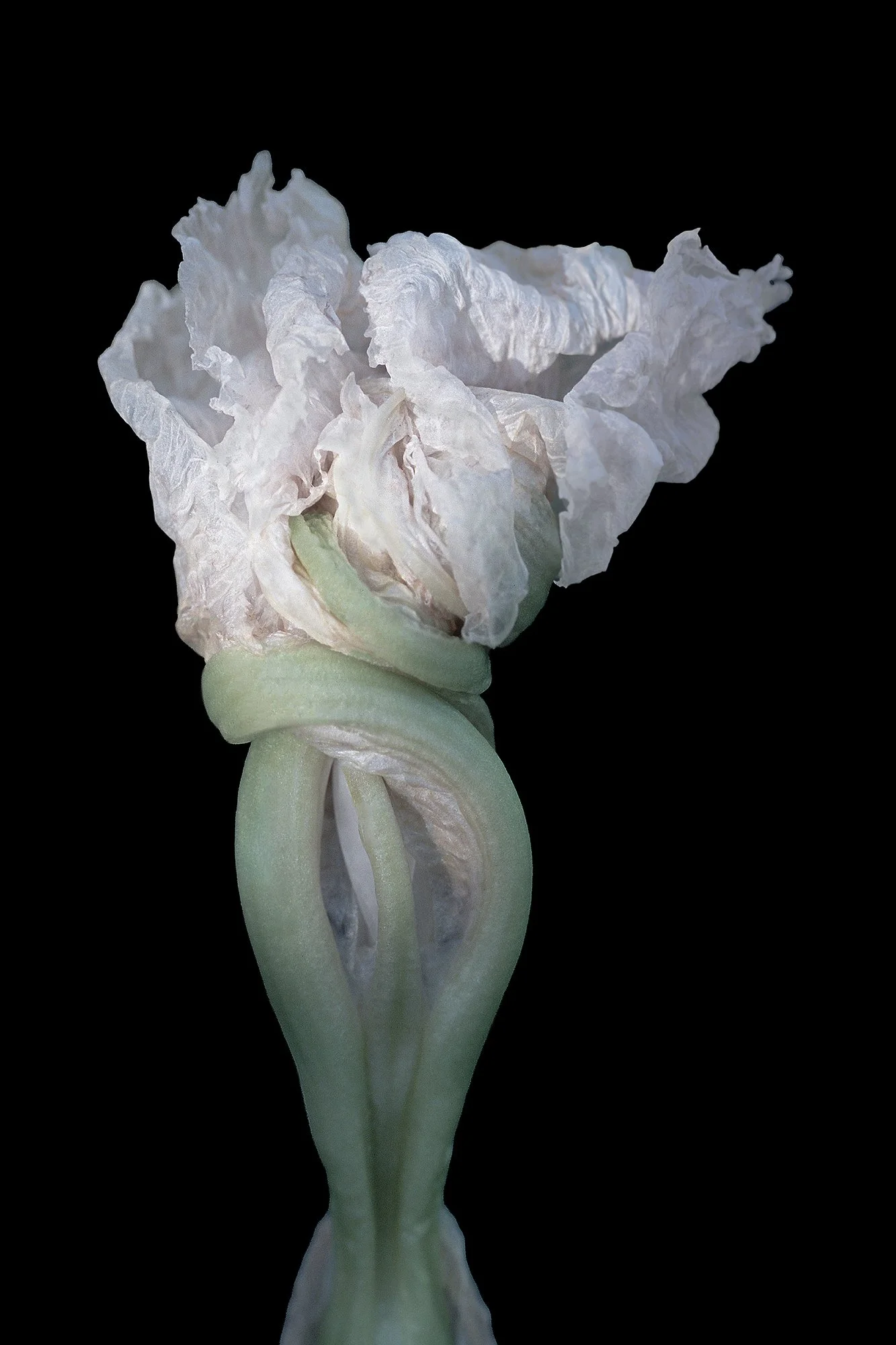 Forms #2 Iris by Rosalie Frost