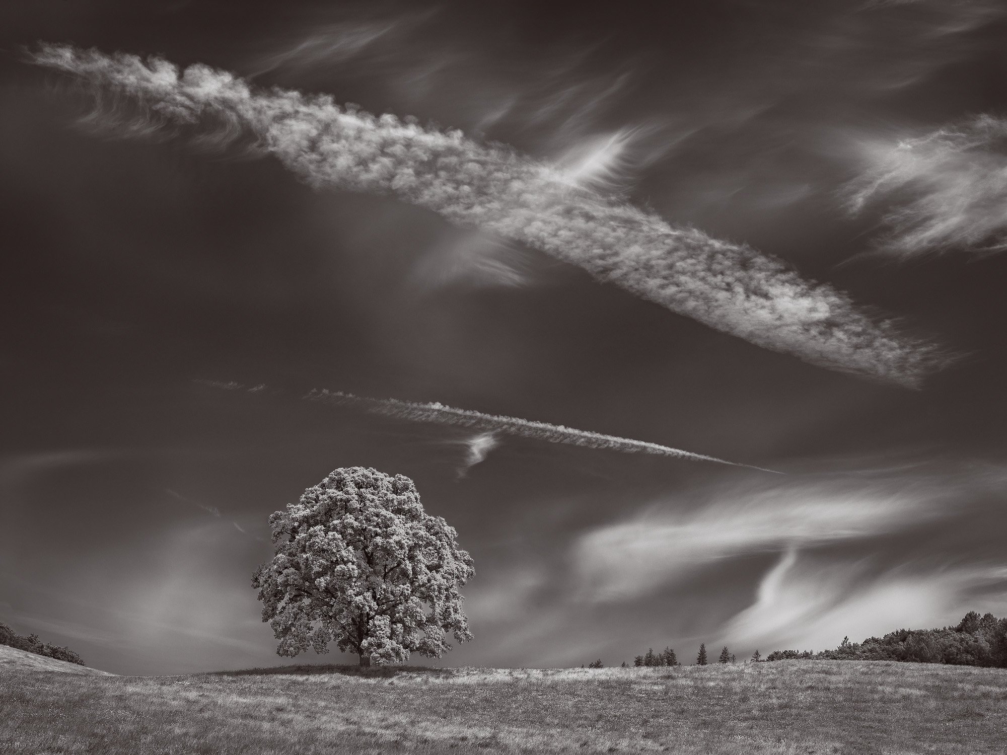 Tree &amp; Paintbrush Sky by Dennis Dilmaghani
