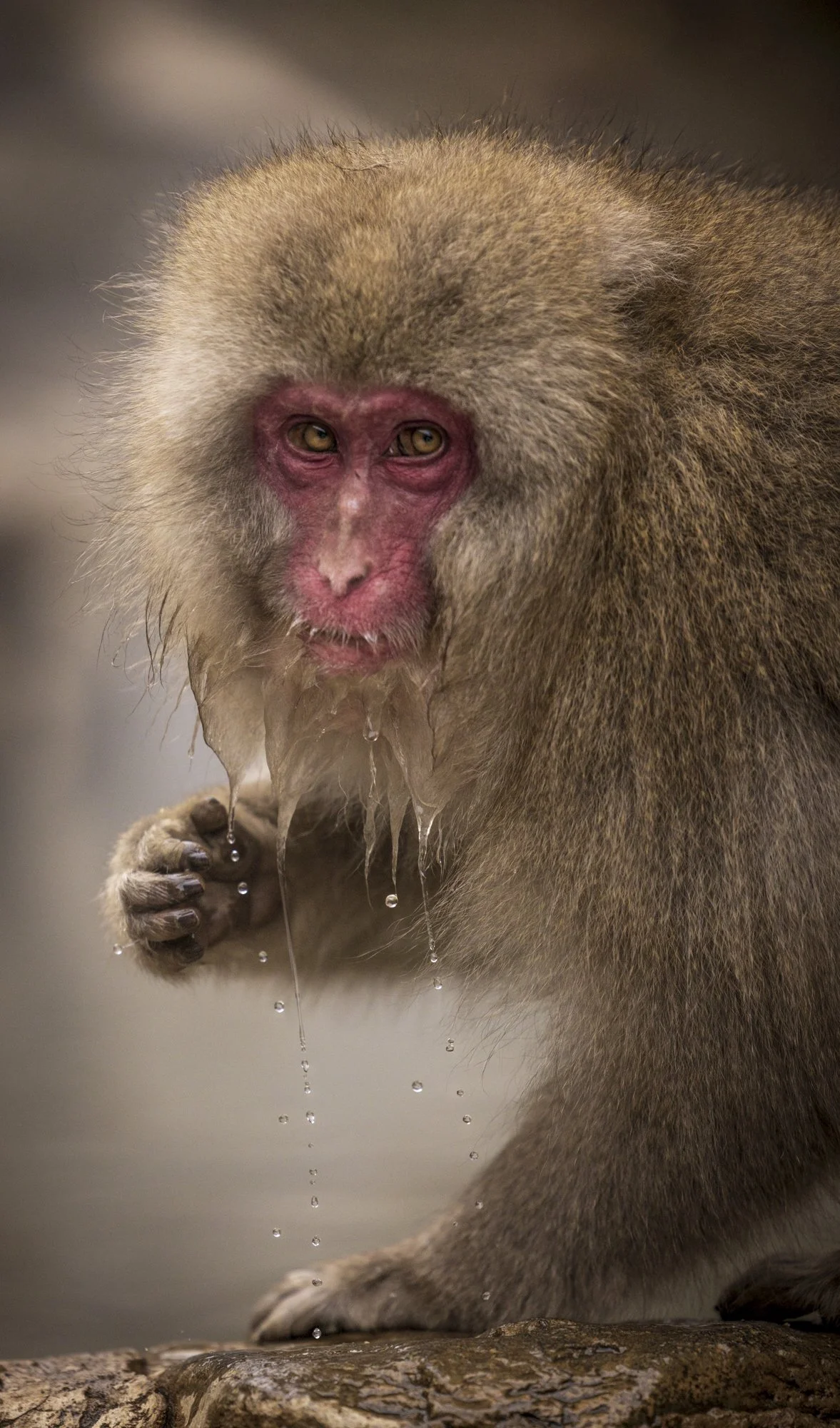 Drooling Staredown by JoAnn Concro