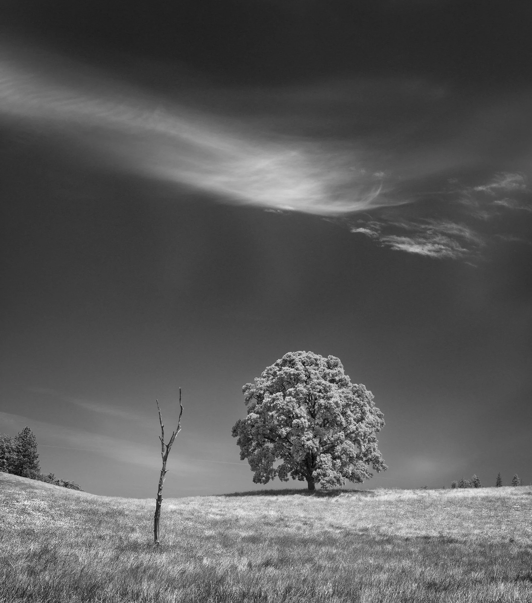 whY by Dennis Dilmaghani