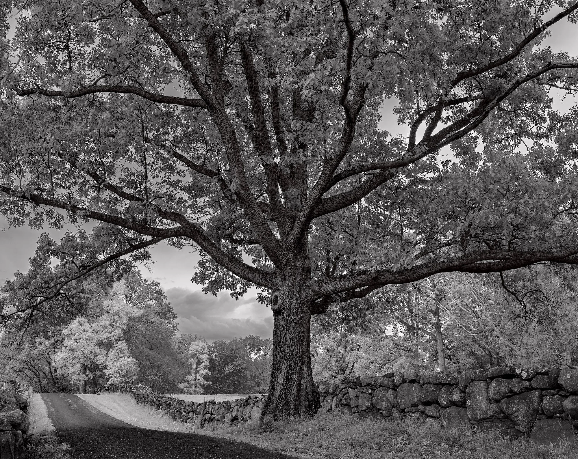 Tree Pocantico Hills by Dennis Dilmaghani