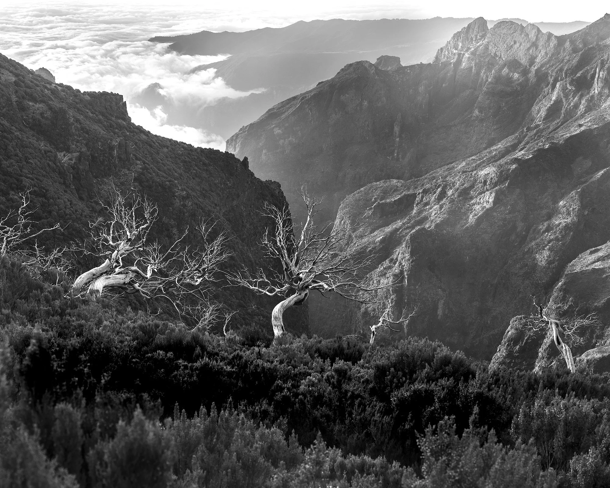 Death Stands Out by David Kaplan