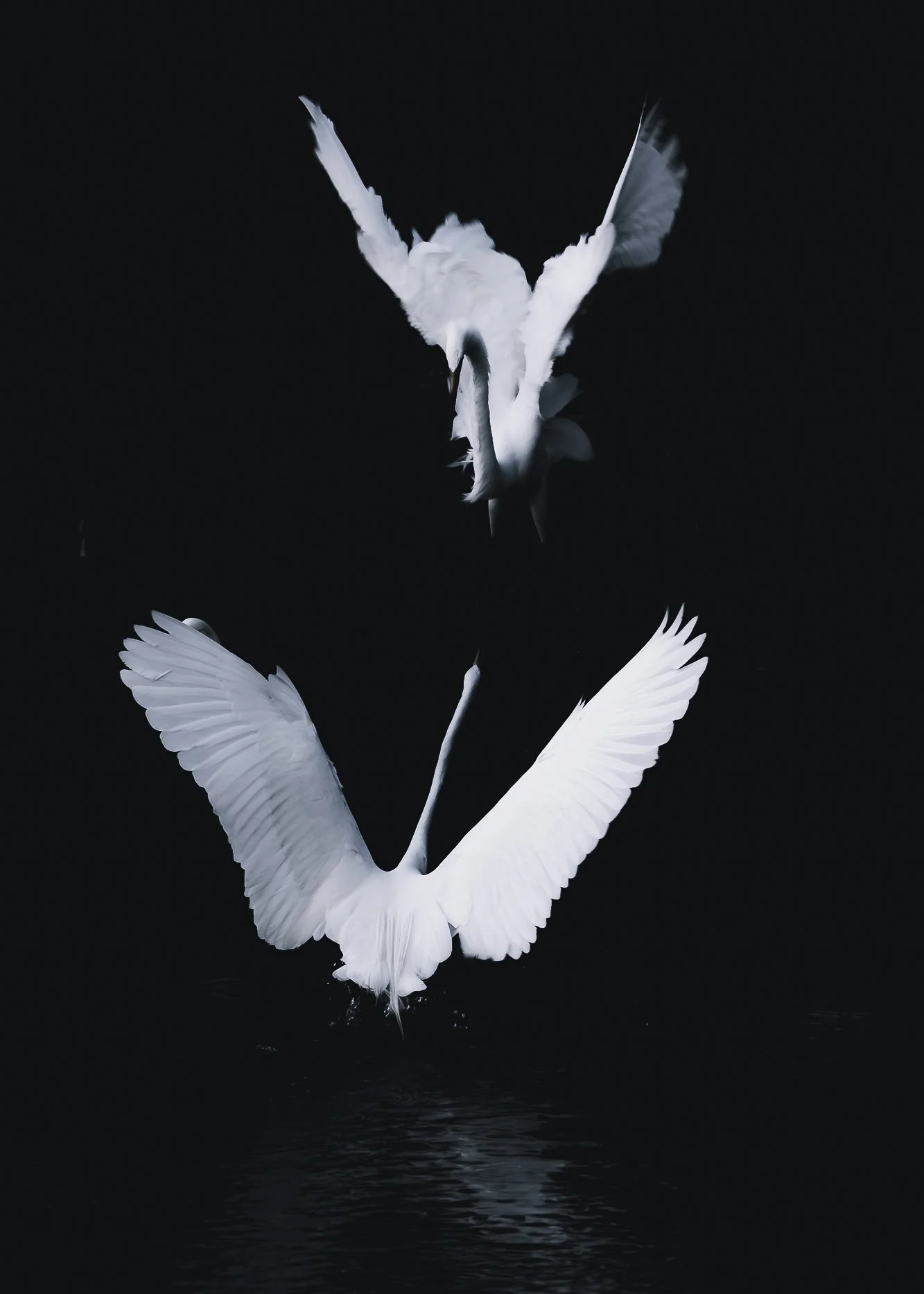 Egrets by Stacey Massey