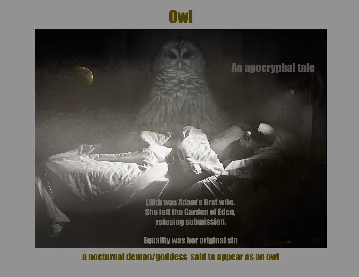 Owl by Randy Matusow