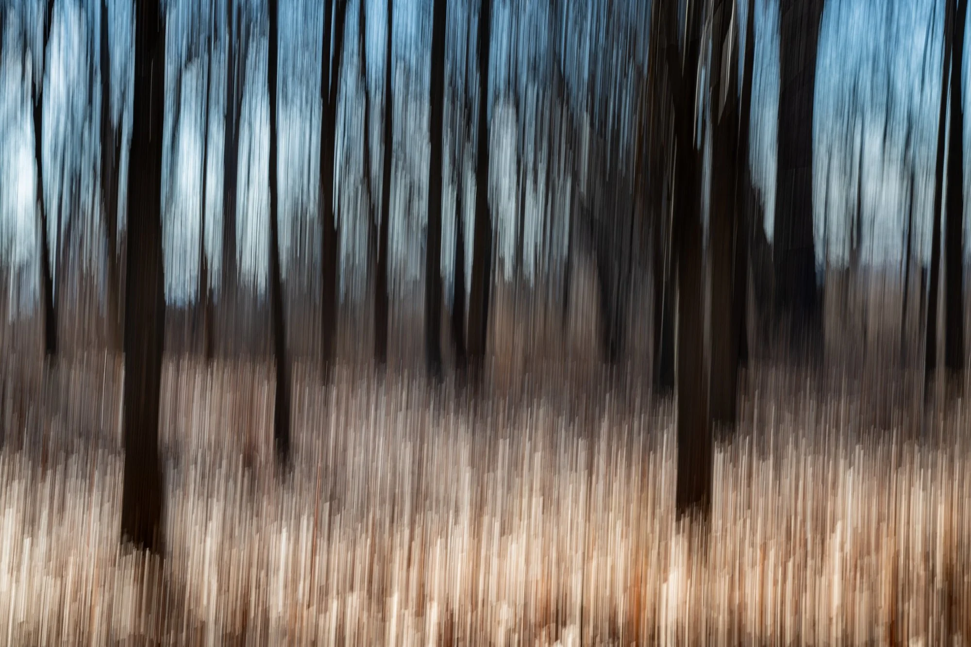 Inky Trees by Alison Rodilosso