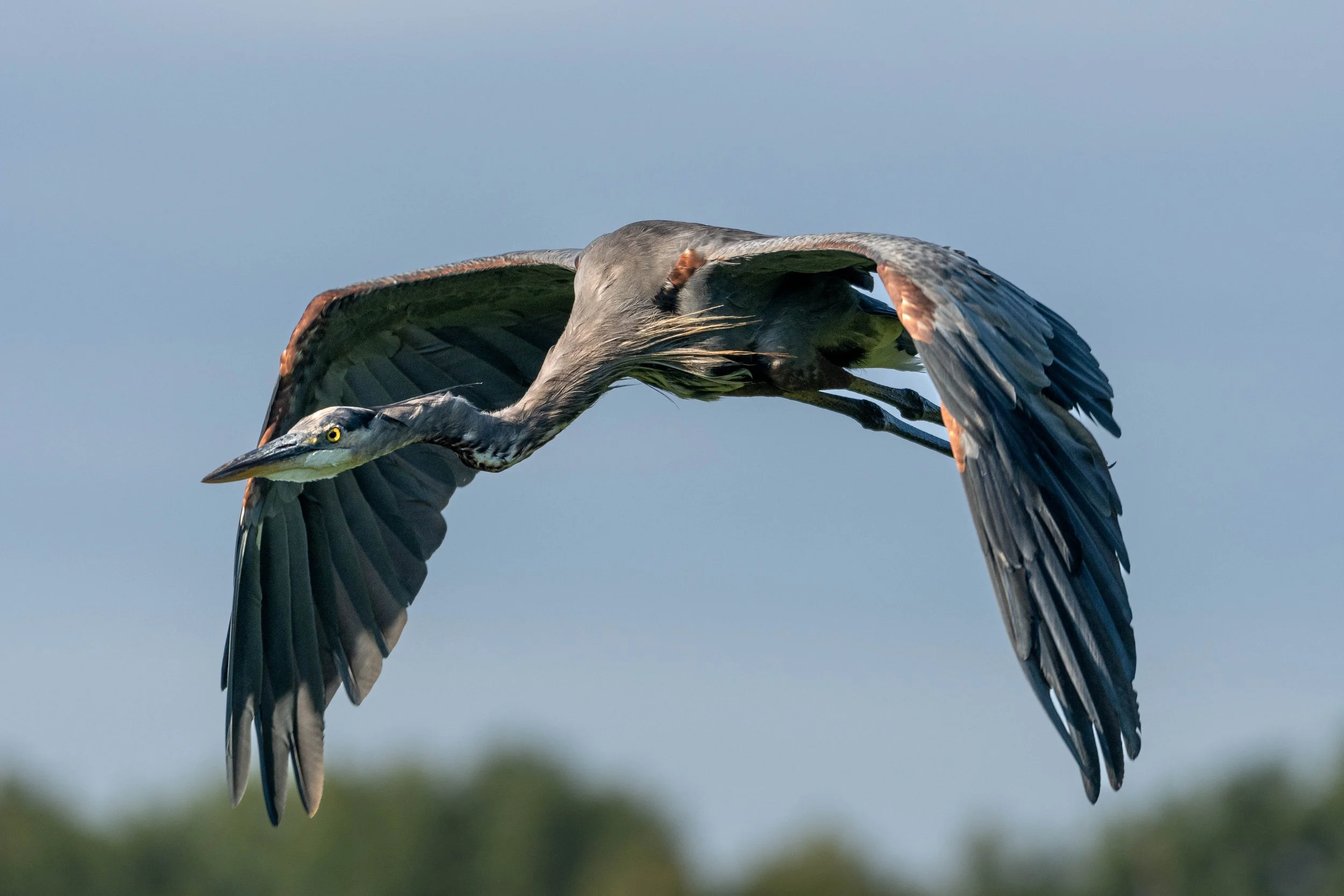 DSC_0146.jpg