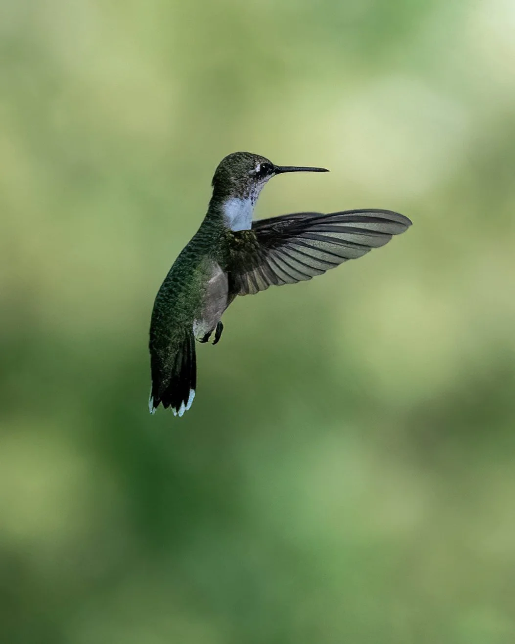 Ruby-throated Hummingbird (1).jpg
