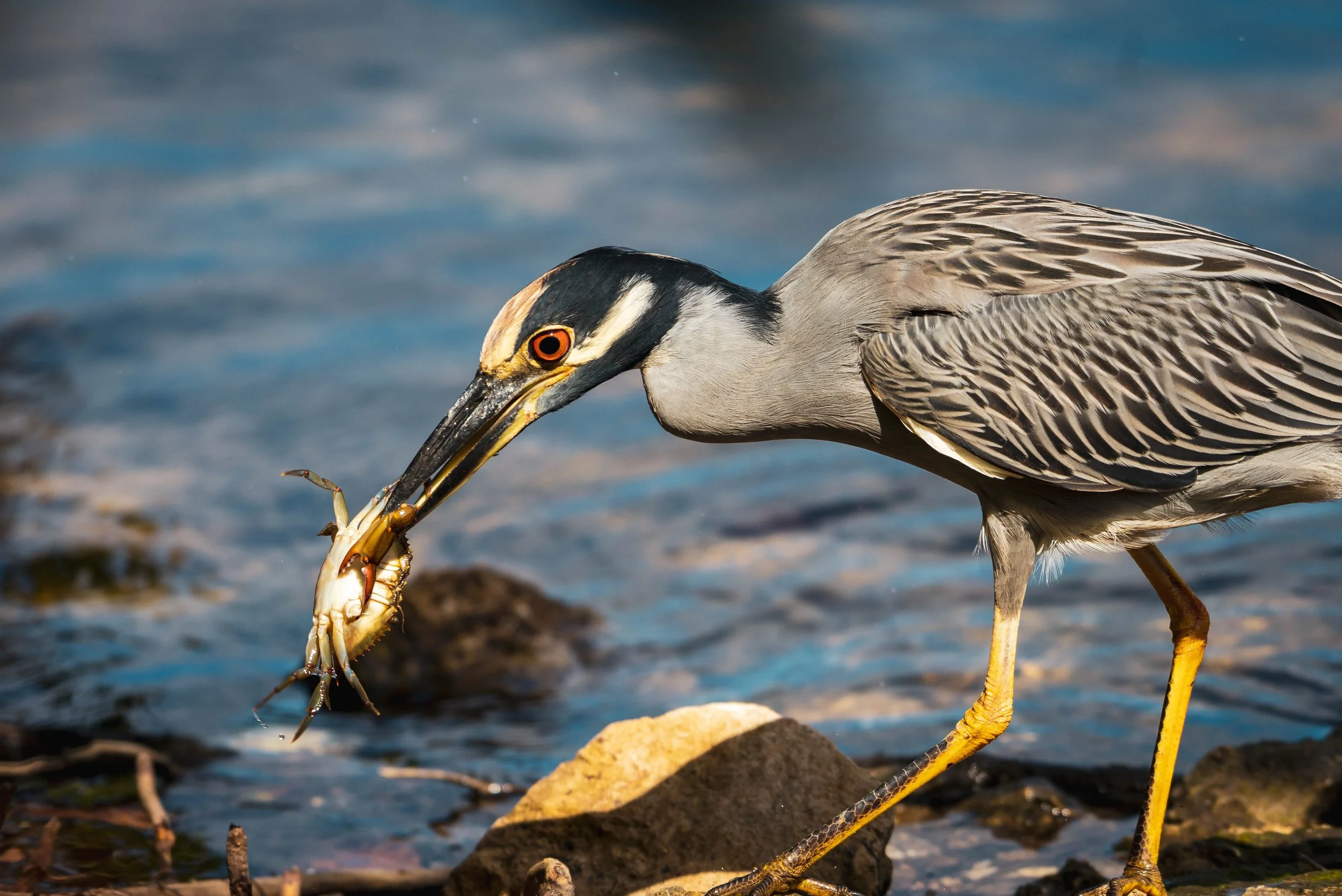 Yellow-crowned Night Heron Catching Crab 2.jpg