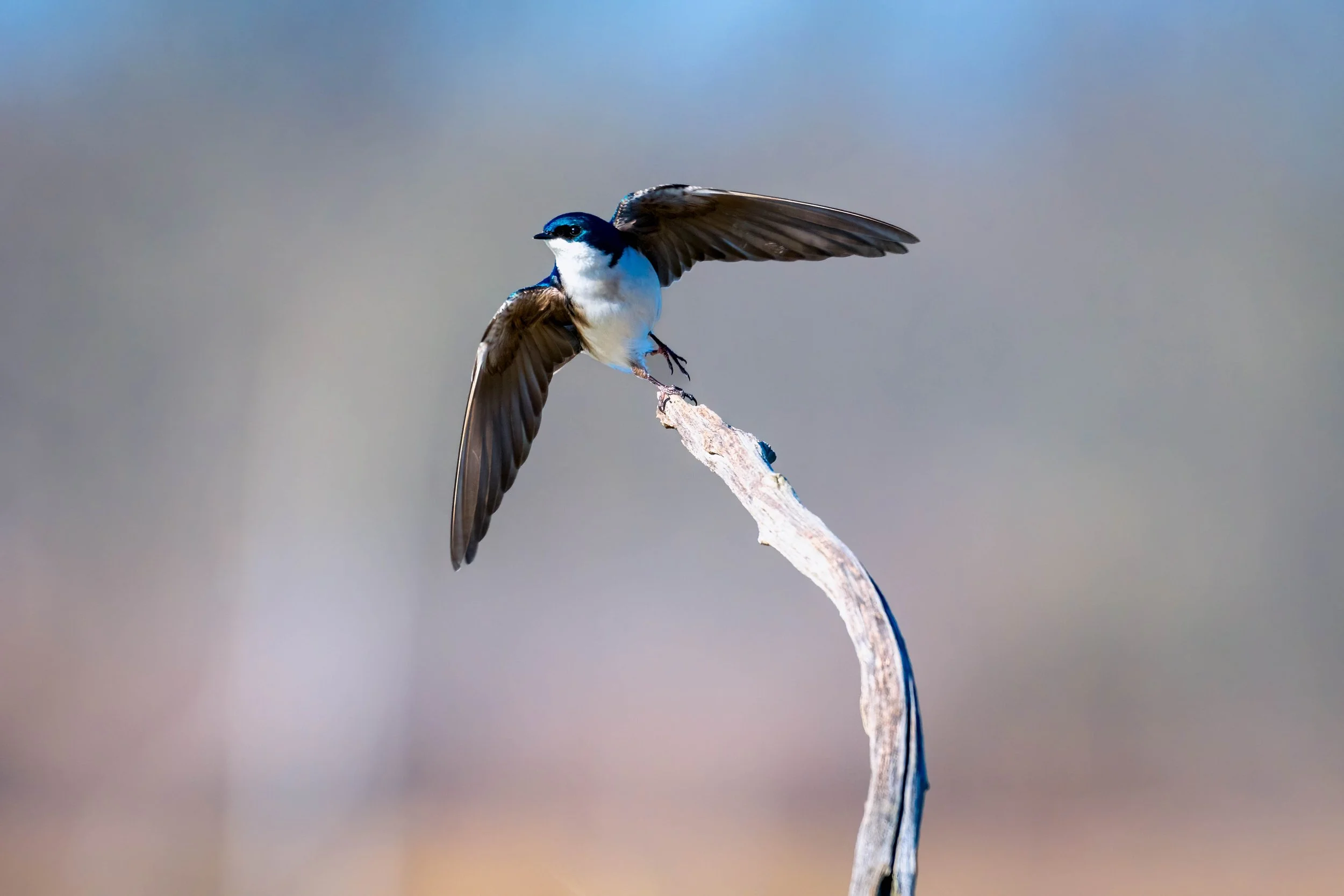 DSC_3150-Edit.jpg