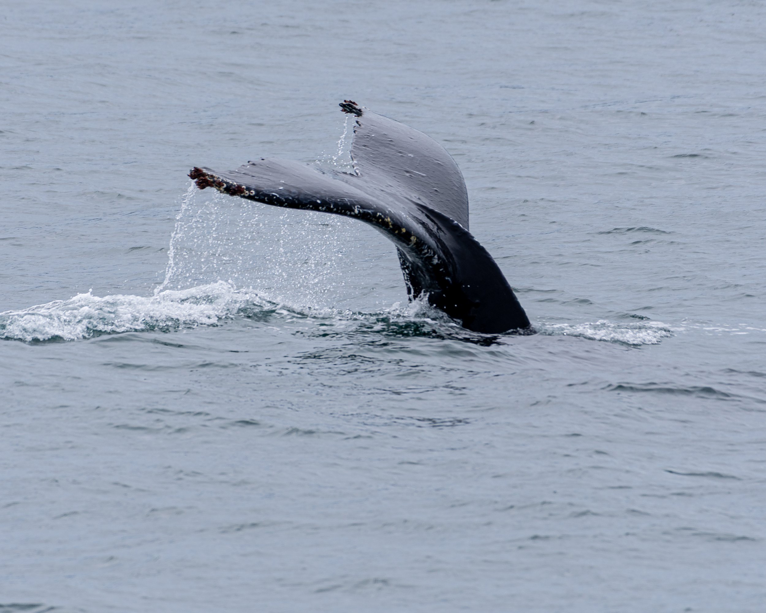 Humpback Whale Fluke 1.jpg