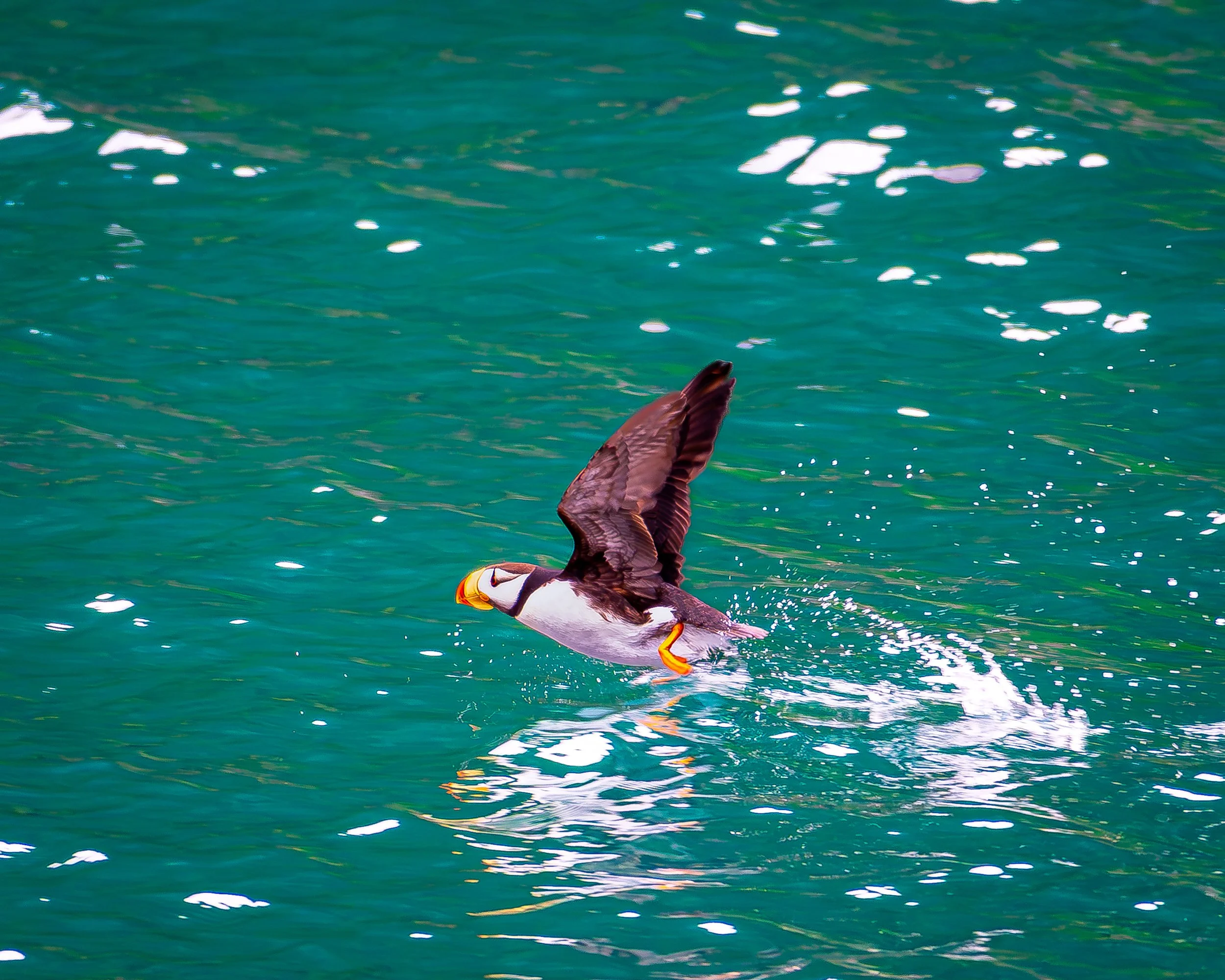 Tufted Puffin 2.jpg