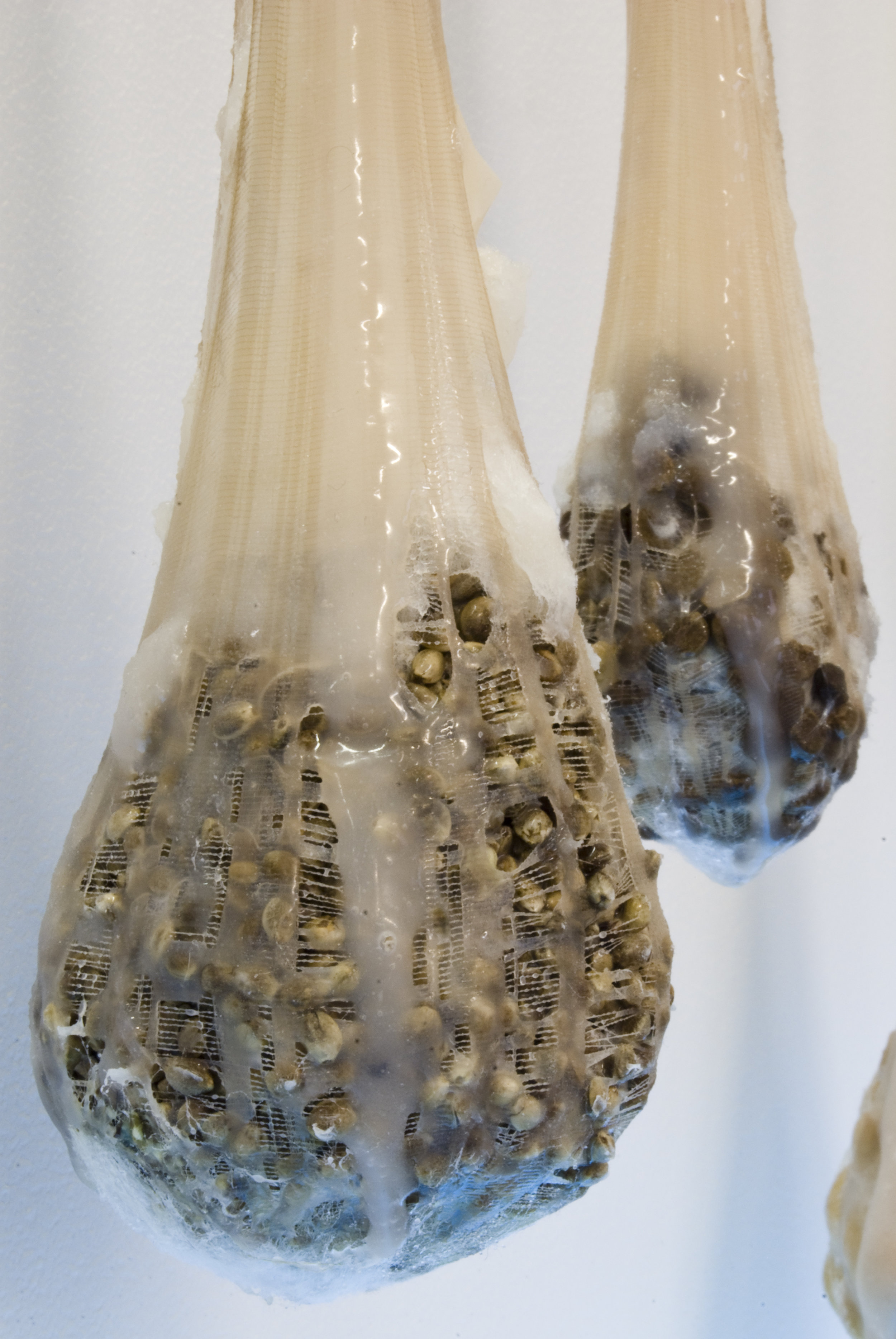 margaux-crump-desiring-sterilizing-desiring-d3.jpg