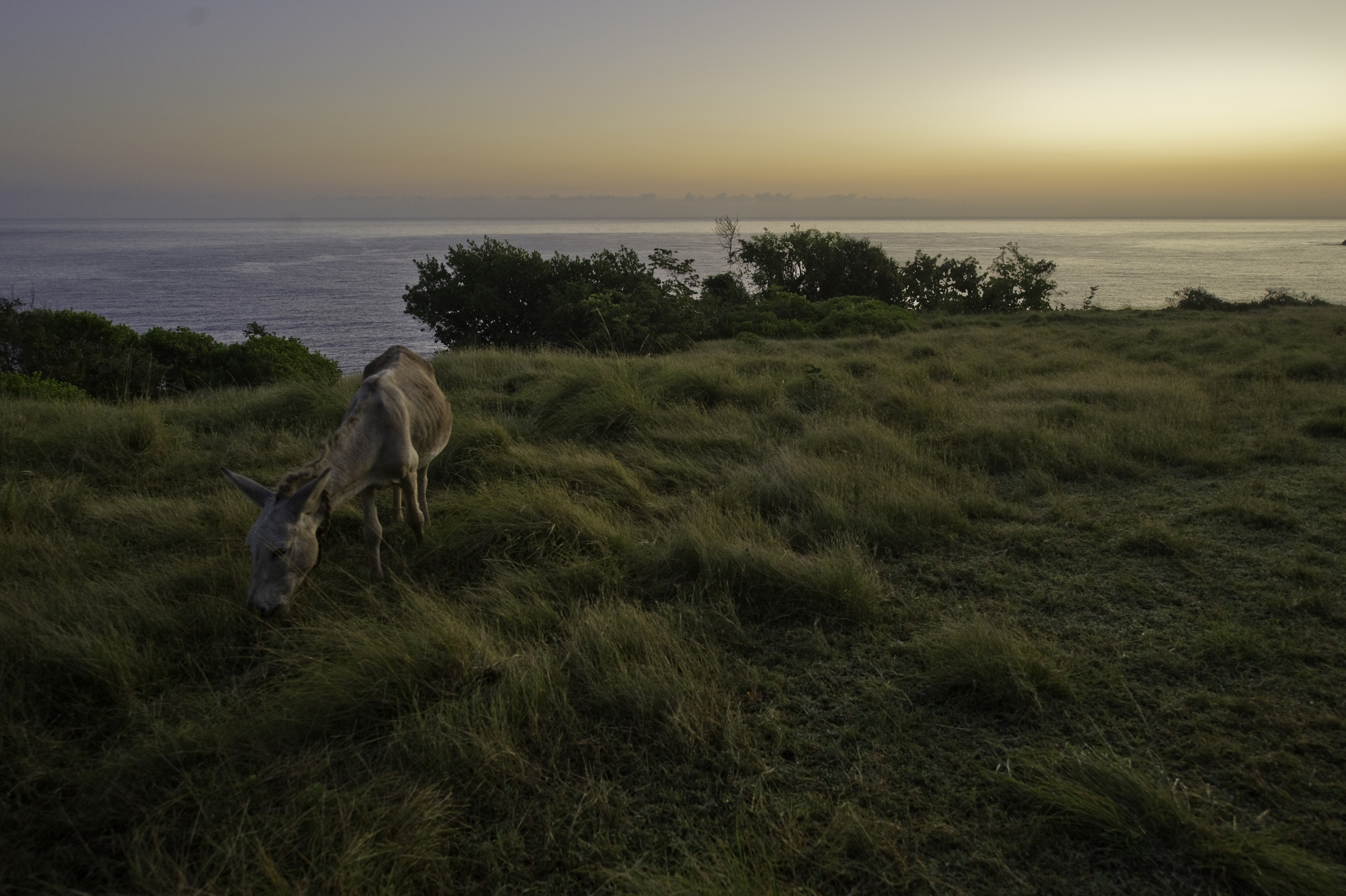 IH_100210_Jamaica_4313.jpg