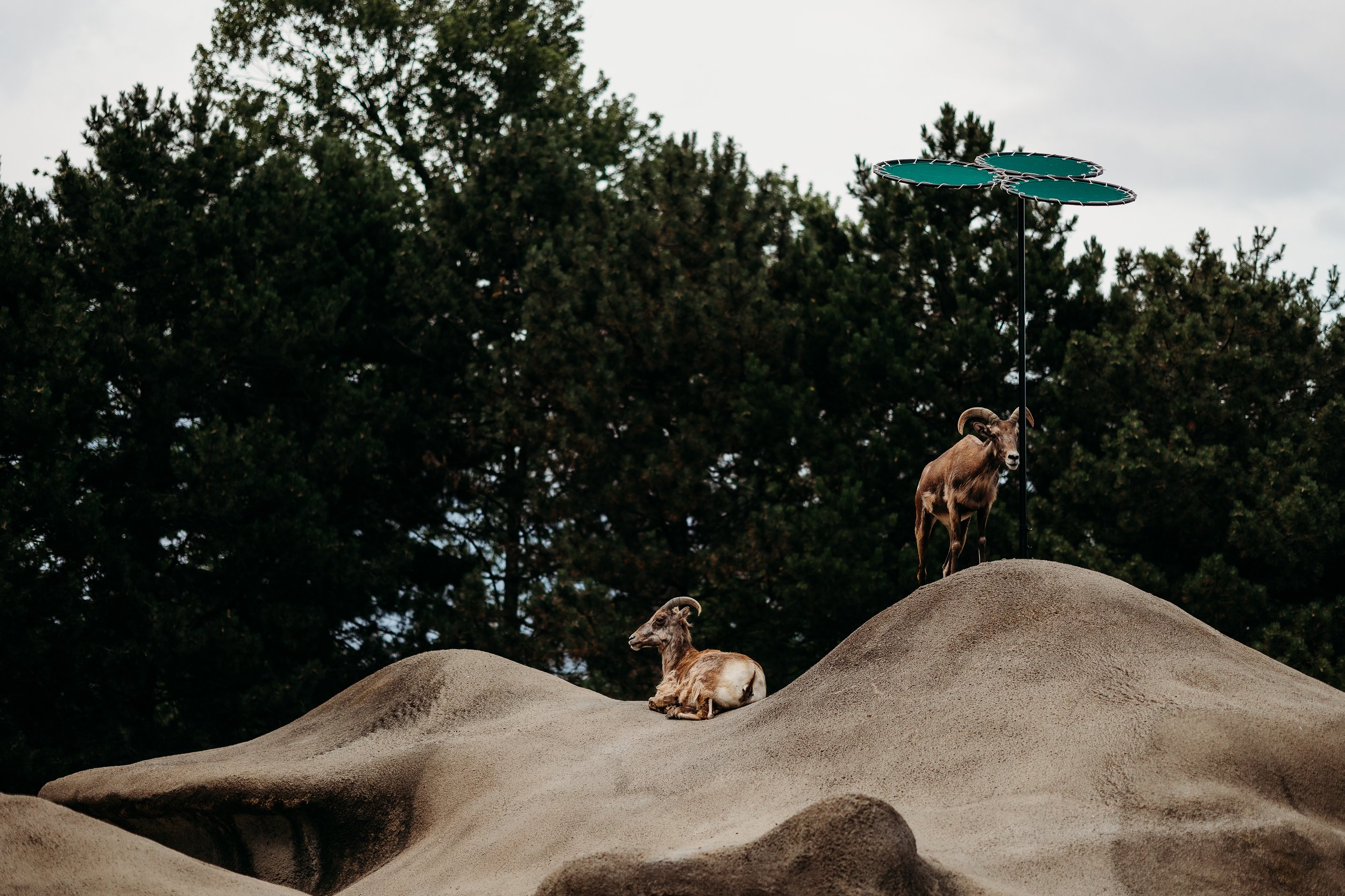 ZOOMAGINATION.-25.jpg