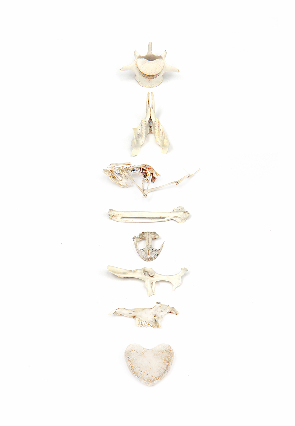 bone-collection-2.jpg