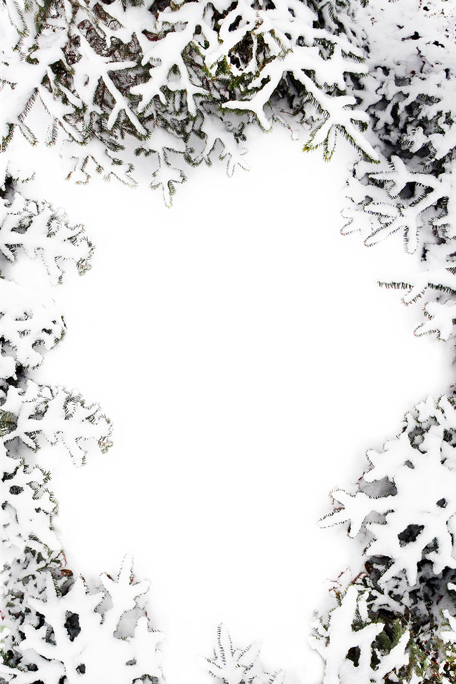 balsam-fringed-clearing-mjh.jpg