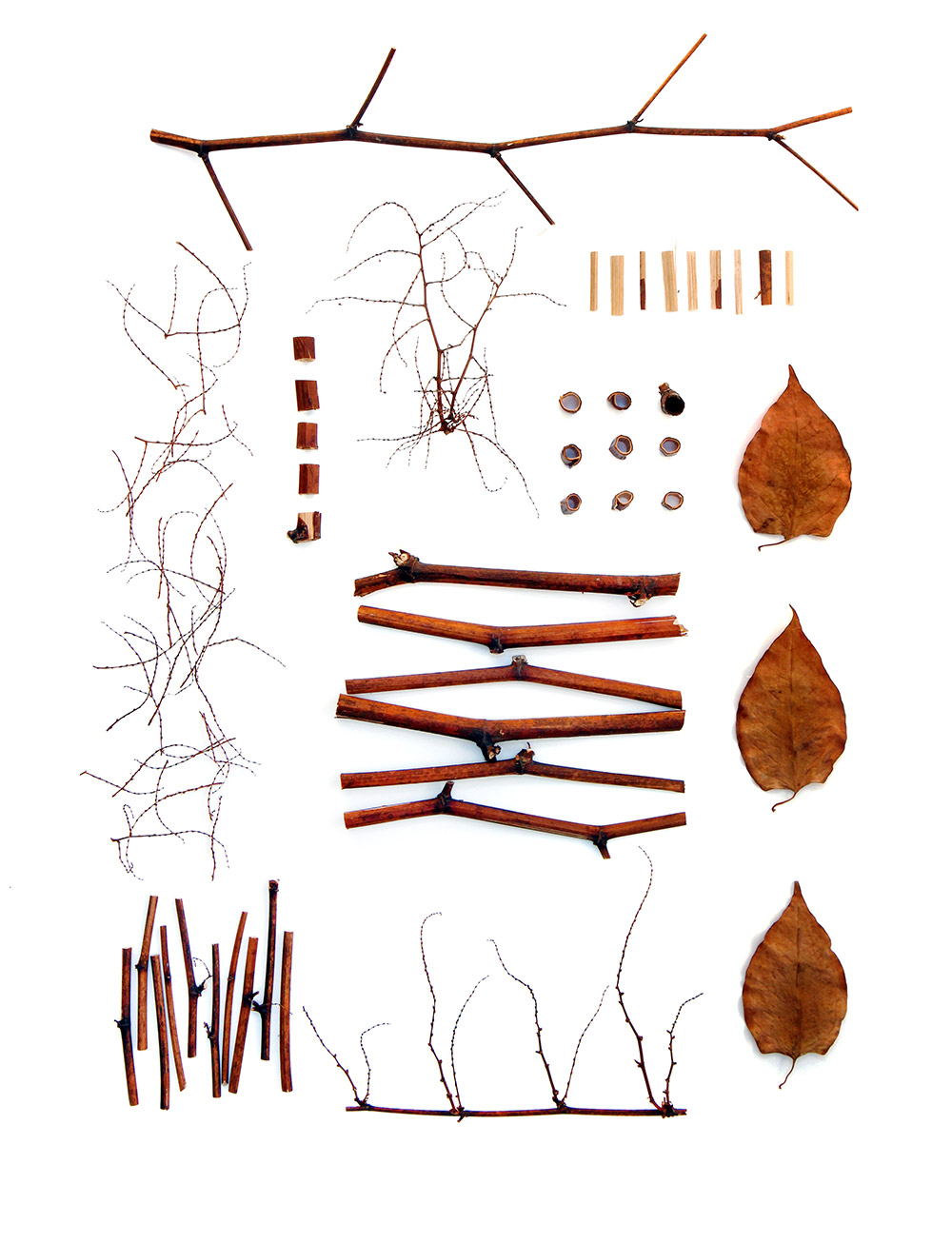 japanese-knotweed.jpg