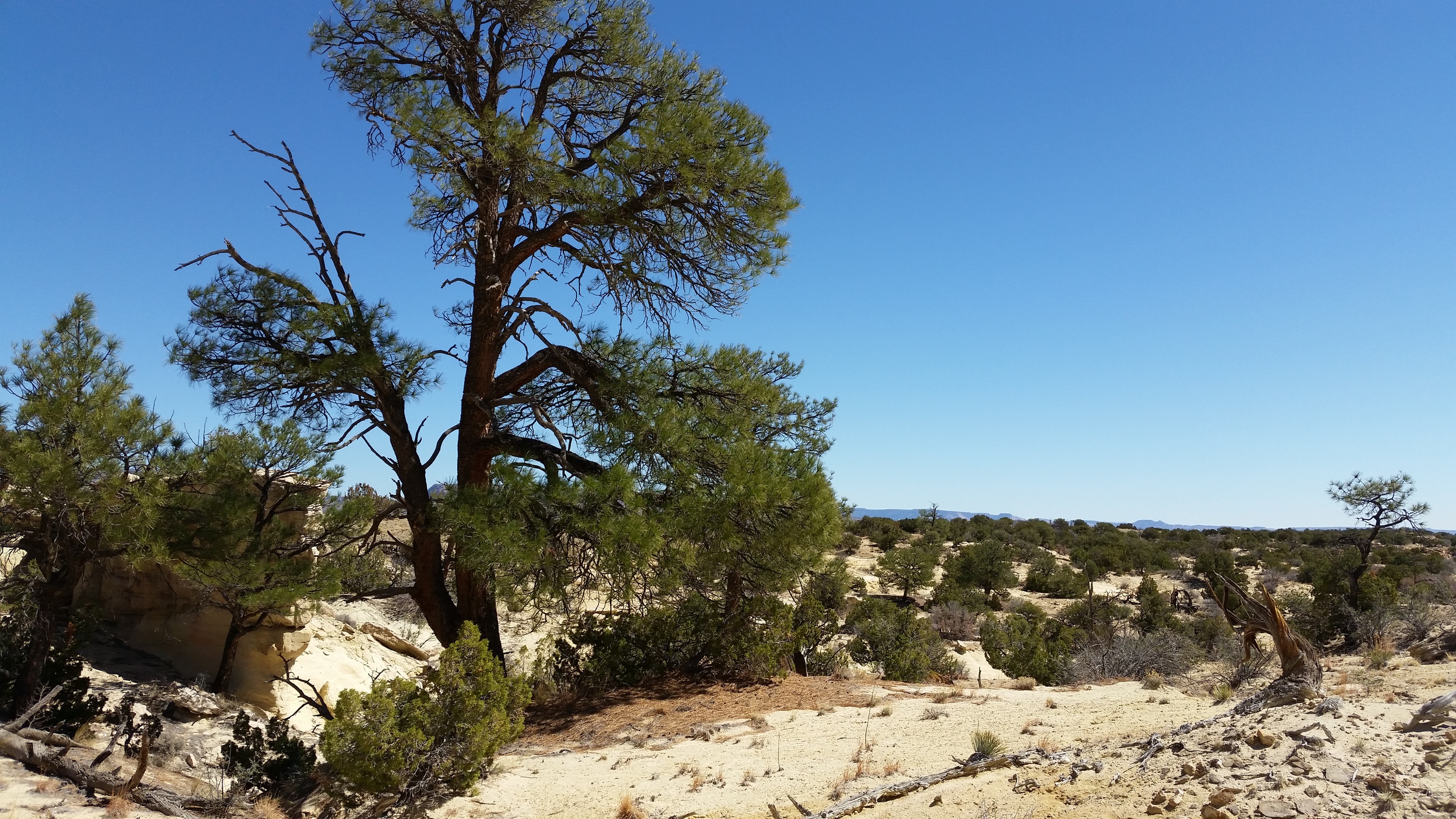  Relict ponderosas with juniper and pinon, looking toward Zia Pueblo in the distance. 