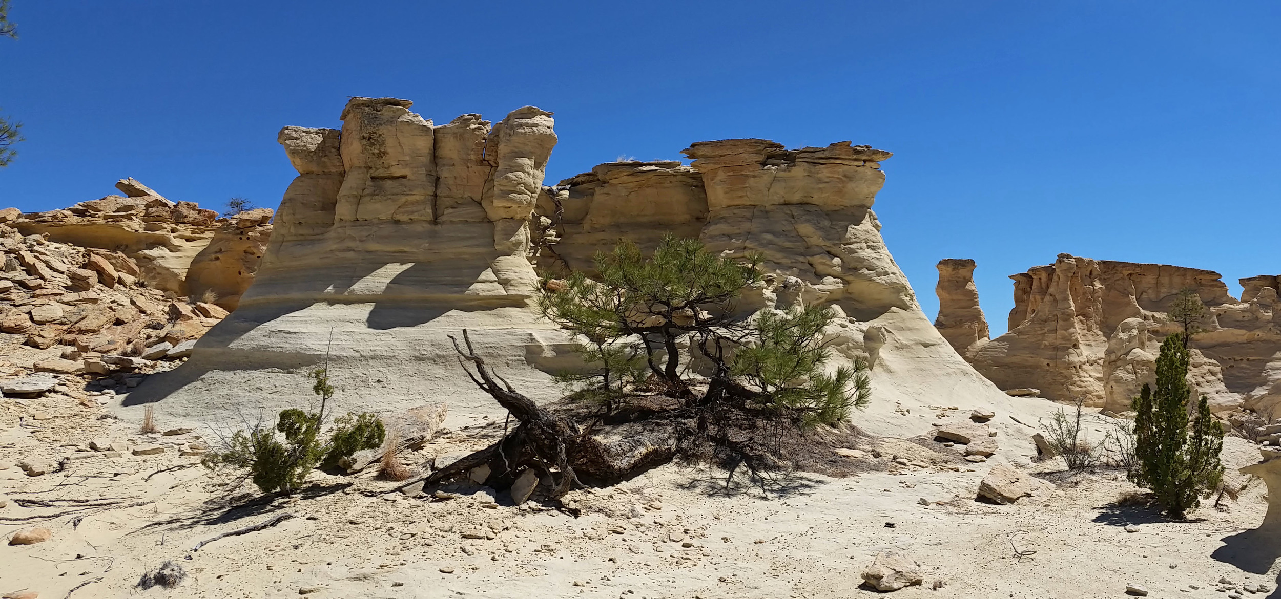  Dwarf ponderosa, remnant of the Ice Age. 