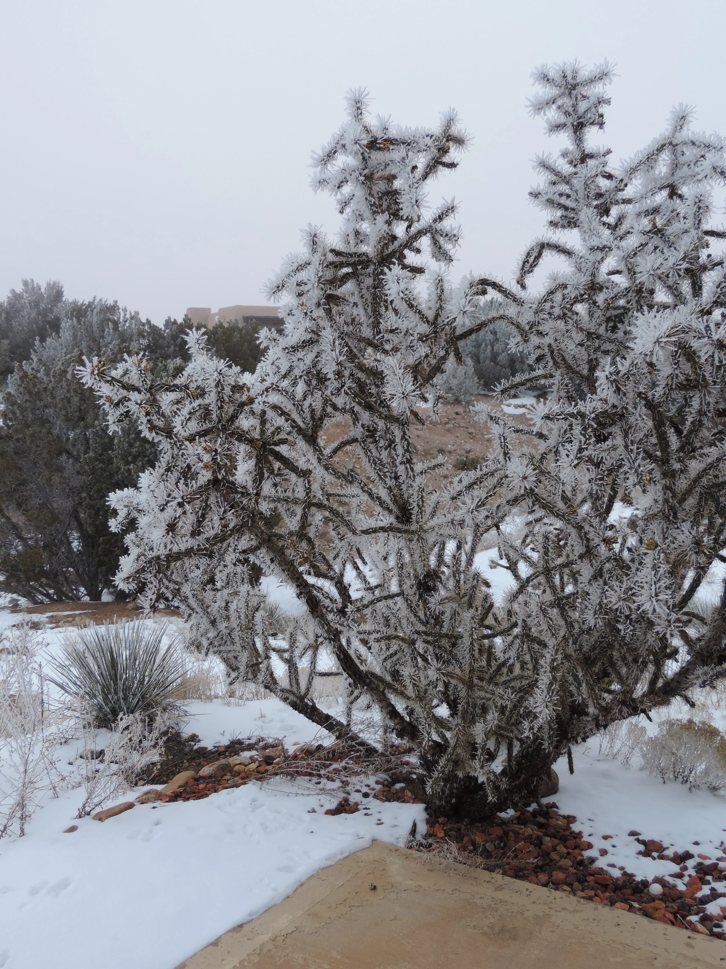 The entire 8-foot cholla, decked in ice crystals.