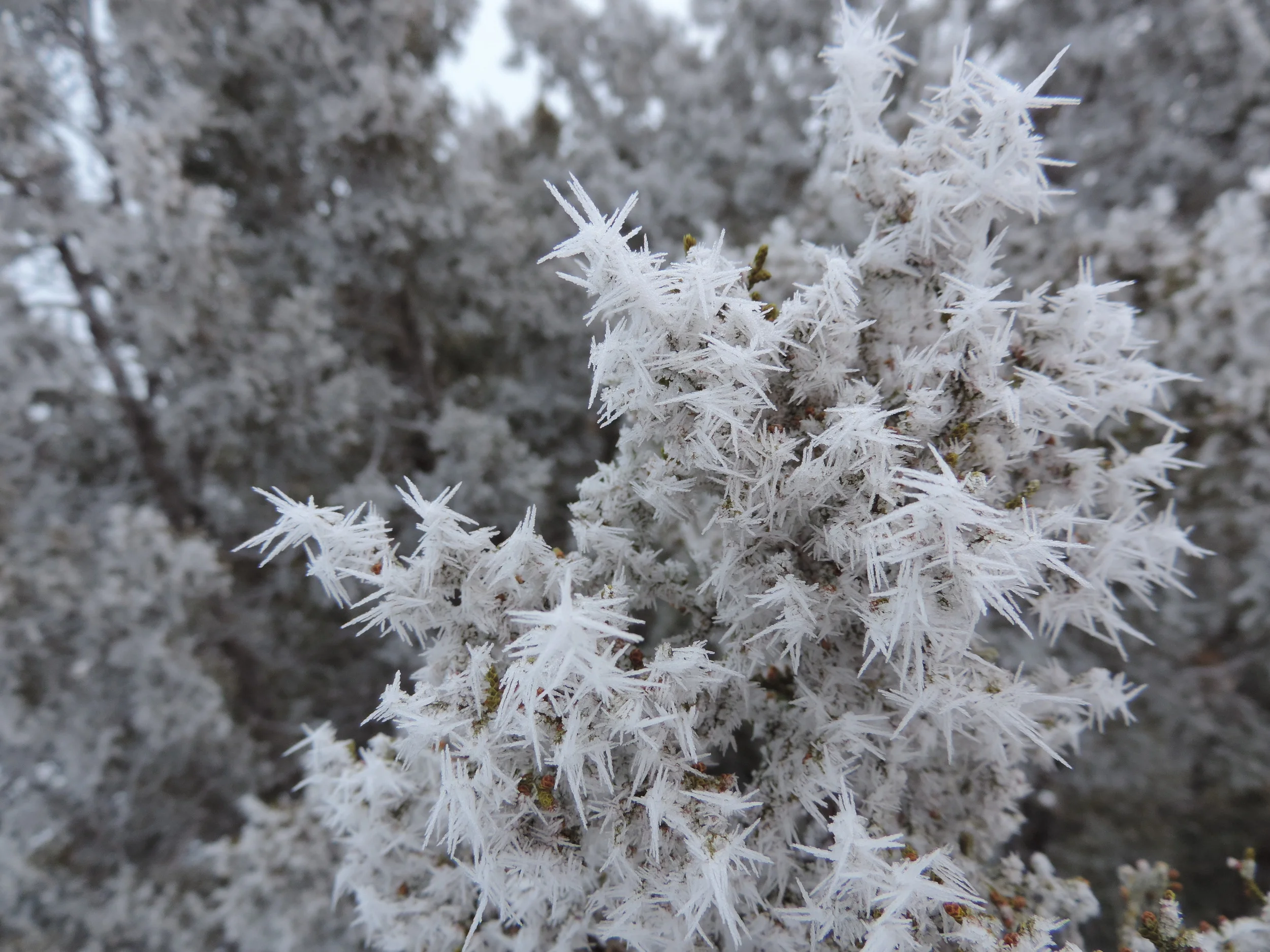 A closeup branch of the same tree.