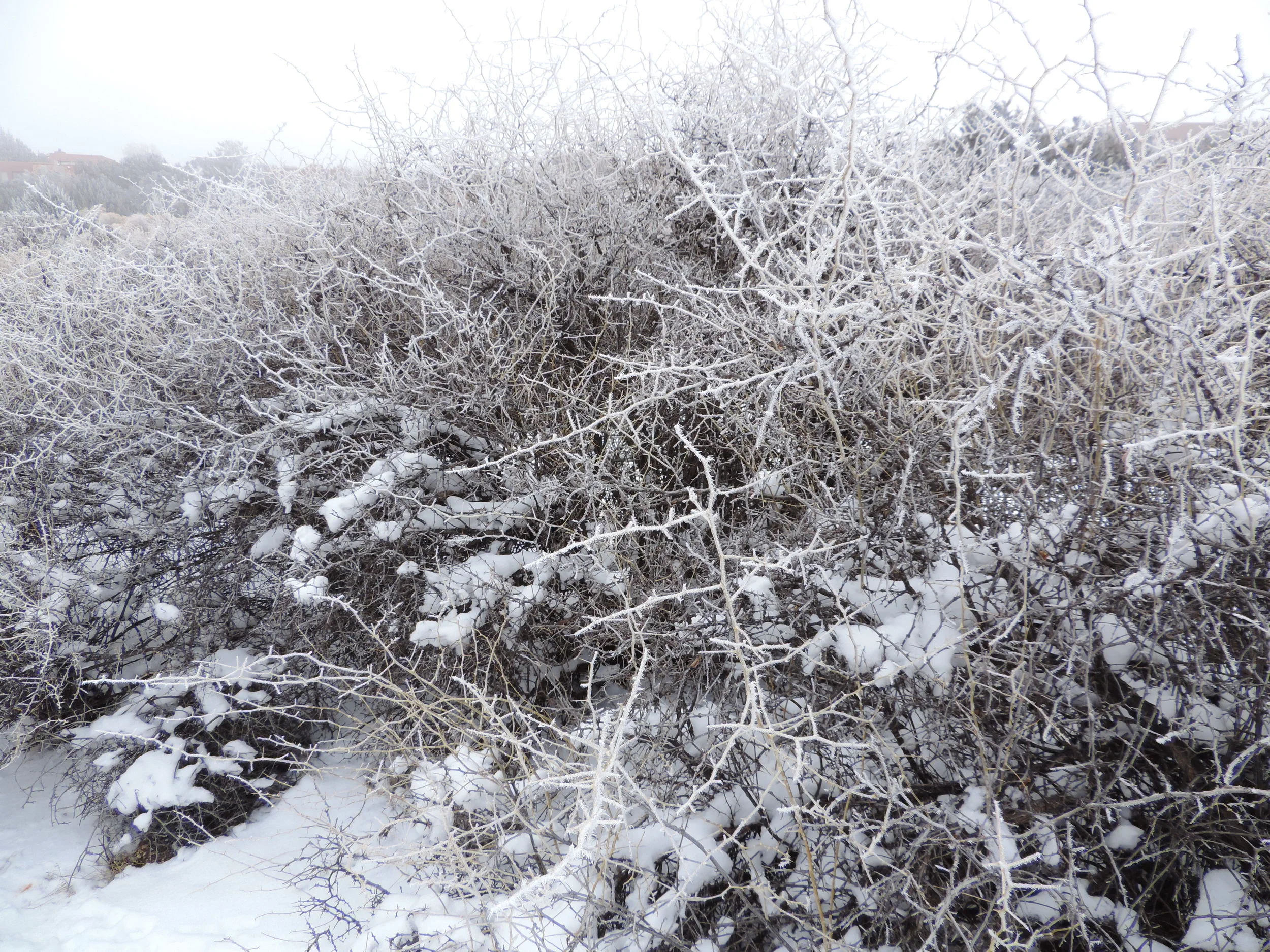 The wolfberry thicket.