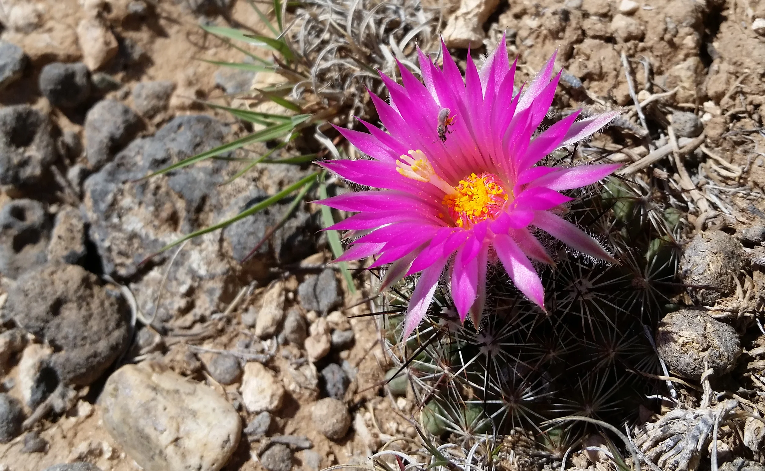 This tiny cactus flower greeted me on the mesa. It was the only one I saw there.