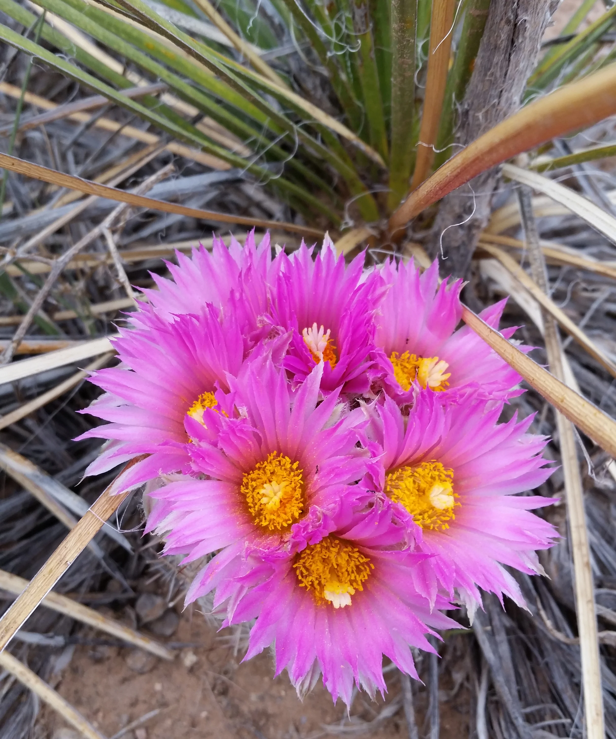 A tiny cactus near our house, practically invisible beneath its crown of beautiful flowers.