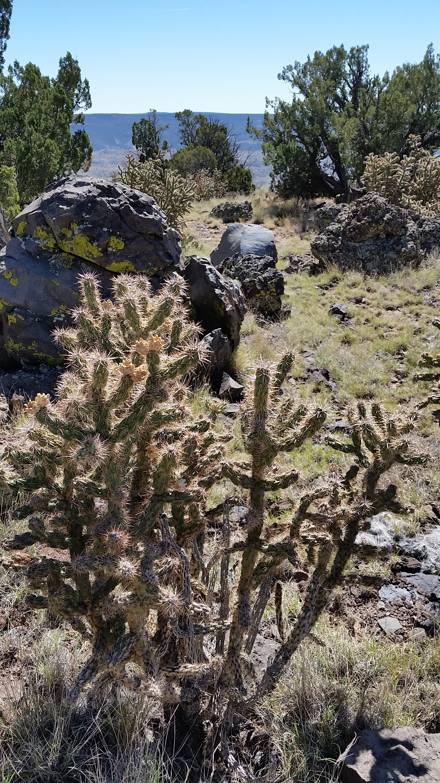  Around the base of the basalt core, the slope levels out into a desert garden of boulders, juniper and cholla cactus. 