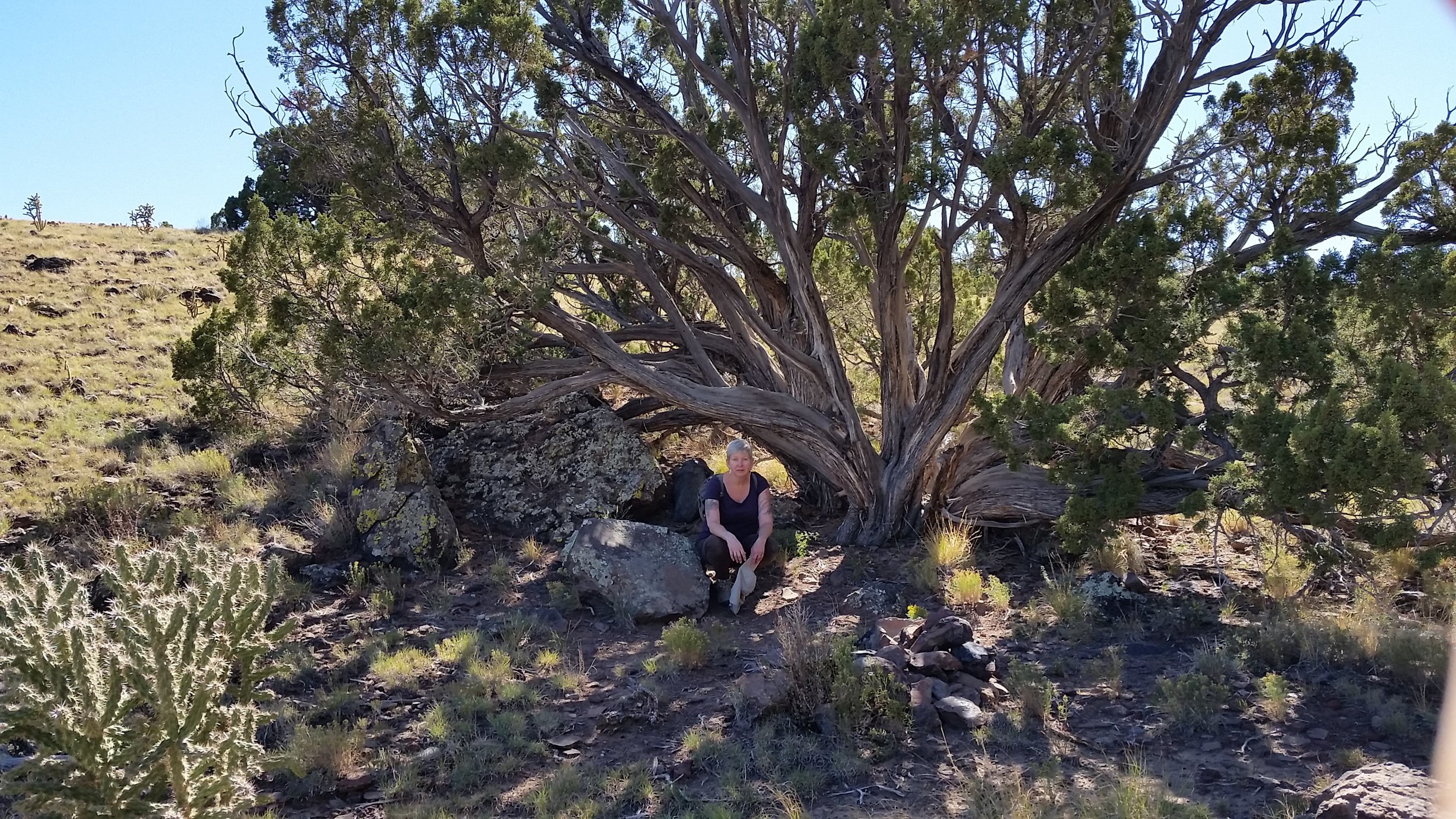  A sprawling, ancient juniper, me seated in front.&nbsp; This tree may have been living before the arrival of the Europeans. 