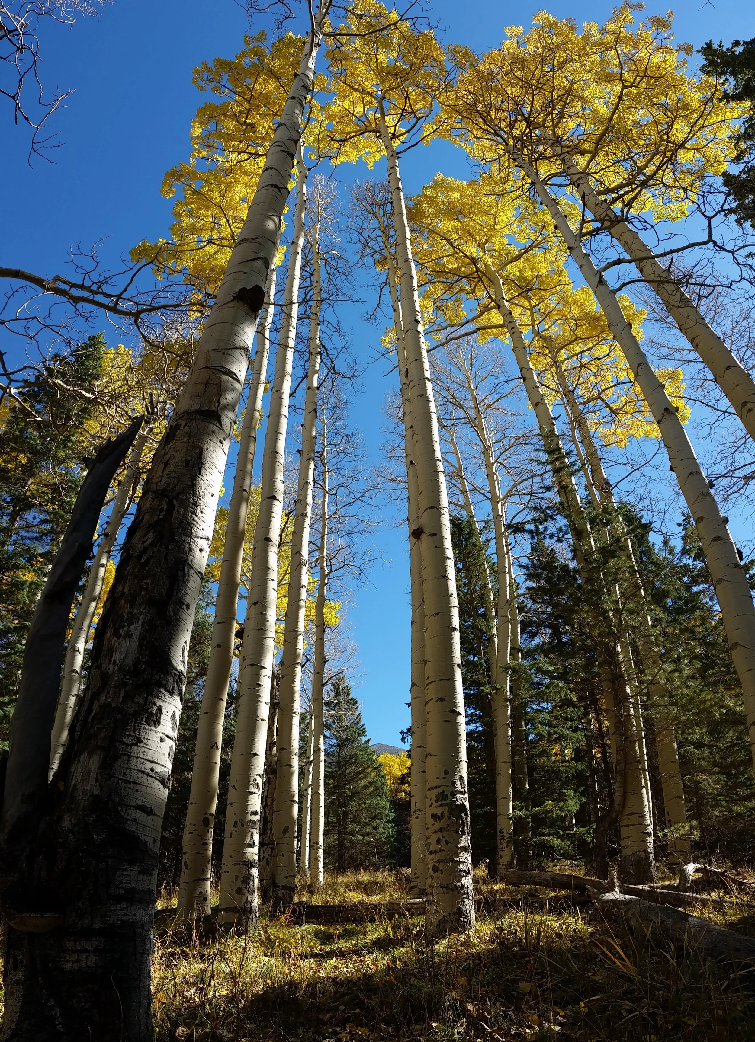 The aspen cathedral from my seat, with Humphreys Peak to the east.