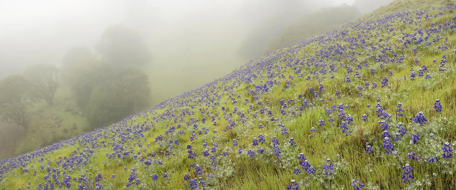 Mount_Tam_Lupine-1315.jpg